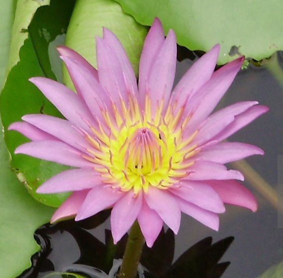 Celestial-Lotus.jpg