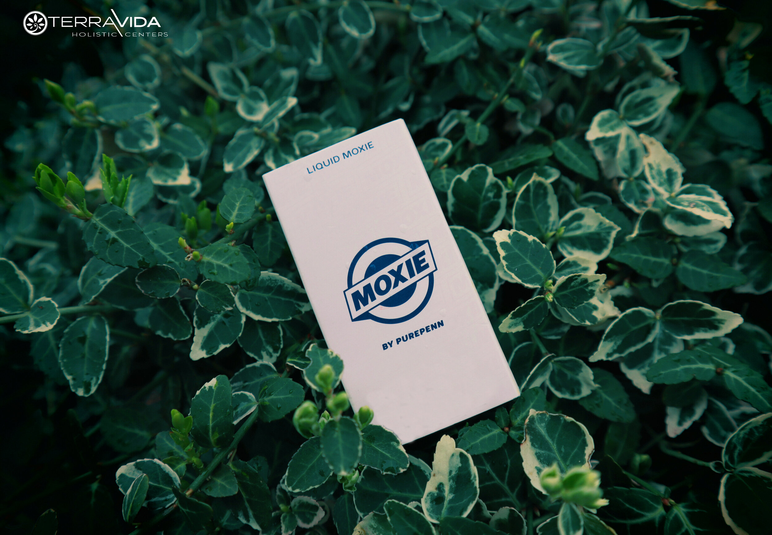 moxie tea picuture.jpg