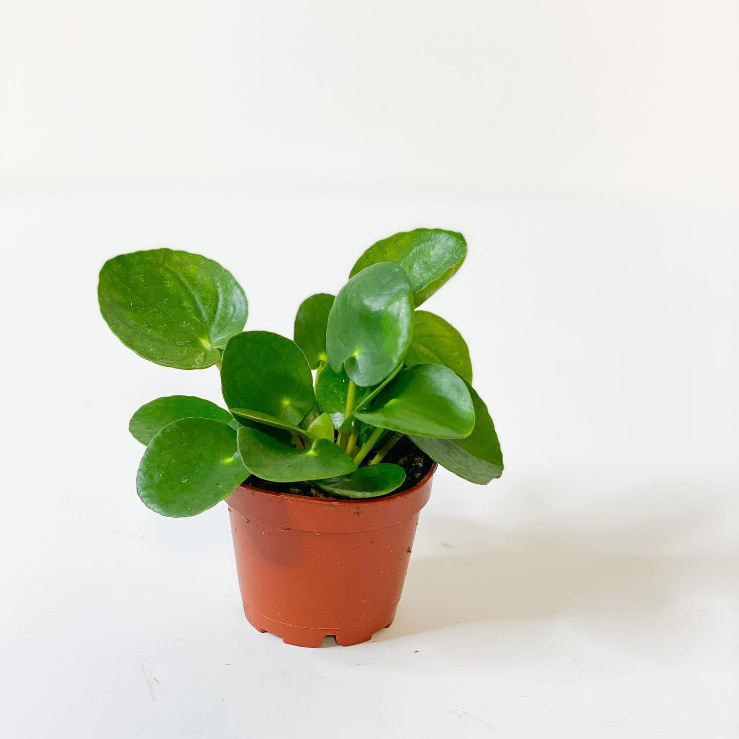 When I tell you I am ✨LIVING ✨ for these cutie Pileas 🥺 
I&rsquo;ve always had trouble finding these anywhere so I snagged a few for us! 

Pilea peperomioides, aka pancake or UFO plant, 🪴 is a self-propagator and produces little babies that pop up 