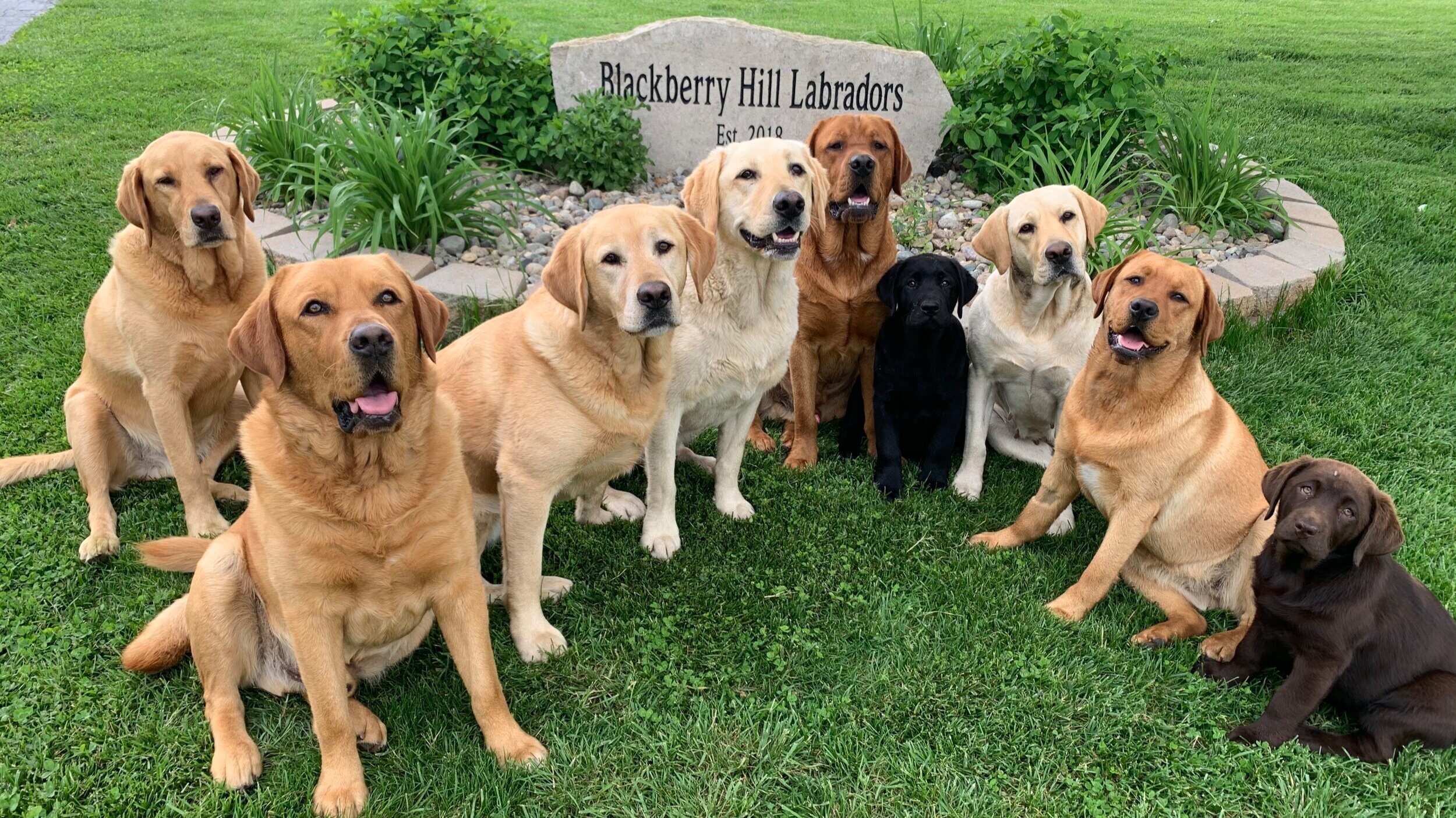 oakley acres labradors