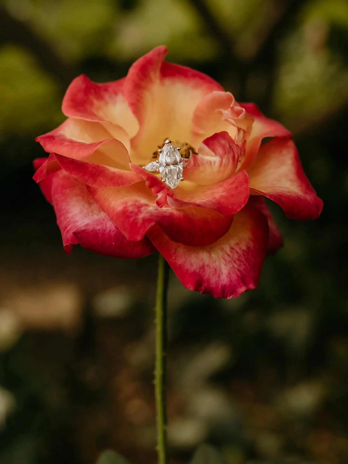 Emily + Michael
We started their engagement session wandering through the peaceful paths of the Rose Garden soft light, laughter, and that calm kind of love that feels so easy. Then we headed over to @substrateclt in Charlotte for drinks, where their