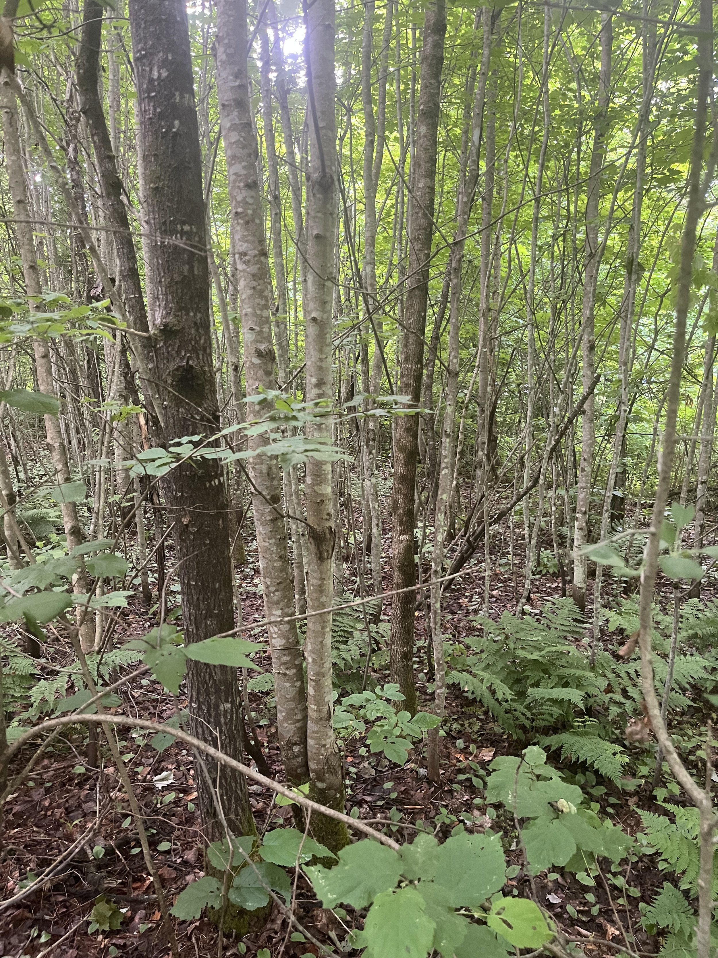 New Ways Through the Woods