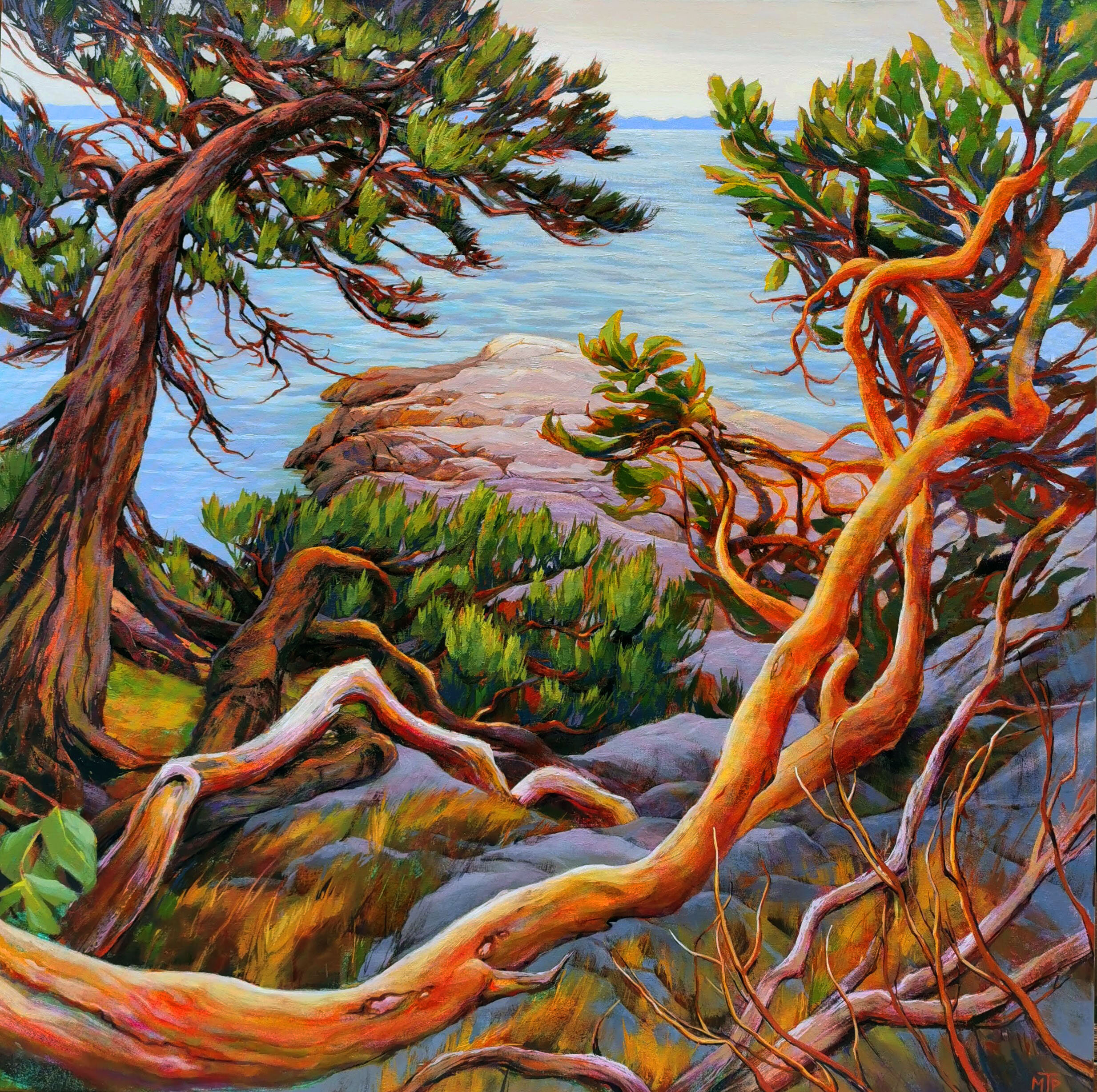  Coastal Arbutus and Jack Pine   Acrylic on canvas, 48x48 inches, Sold  