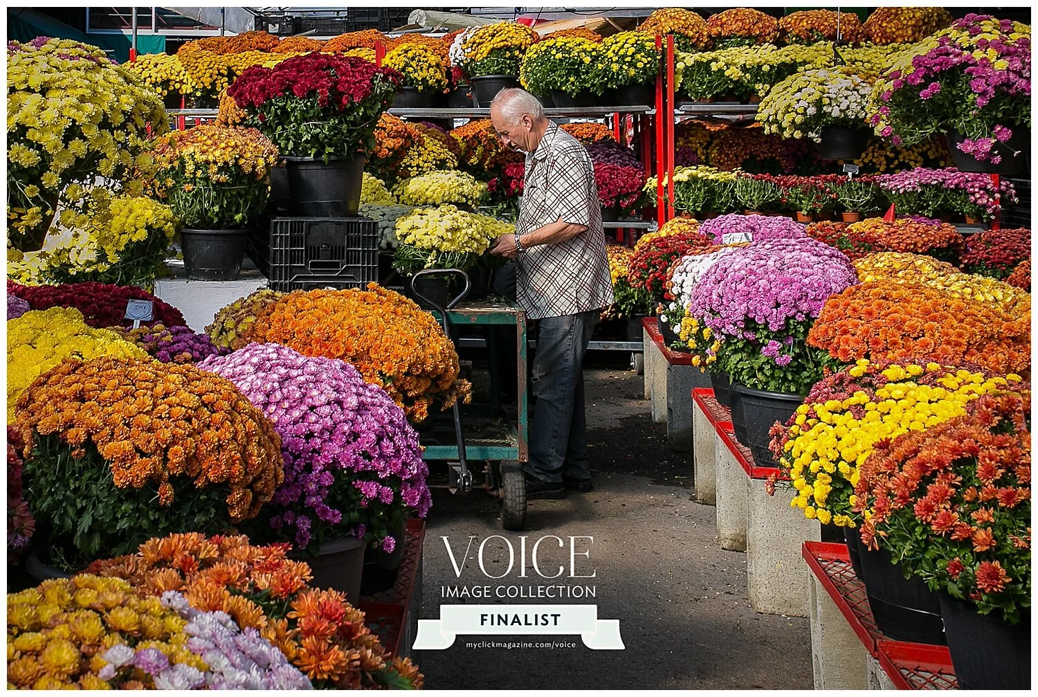 2020 Voice Collection