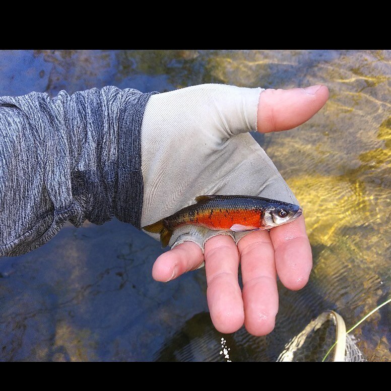 Thought on micro-fishing? Regardless of the size this is a good lookin catch. 😎🌞
.⁠
📸 microfishing on reddit 
.⁠
.⁠
.⁠
.⁠
#flyfishing #greatoutdoors #microfishing #outdoors #smallwatersportsman #fishingaddict #fishing #lifeonthewater #conservation