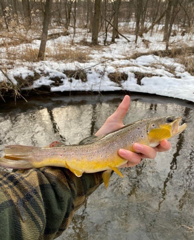 Good lookin Trout on a quiet little stream. 😊🎣⁠
.⁠
📸  N/A⁠
.⁠
.⁠
.⁠
.⁠
#flyfishing #greatoutdoors #trout #outdoors #smallwatersportsman #fishingaddict #fishing #lifeonthewater #conservation #fishinglife #catchandrelease #cotd #troutfishing #riverf