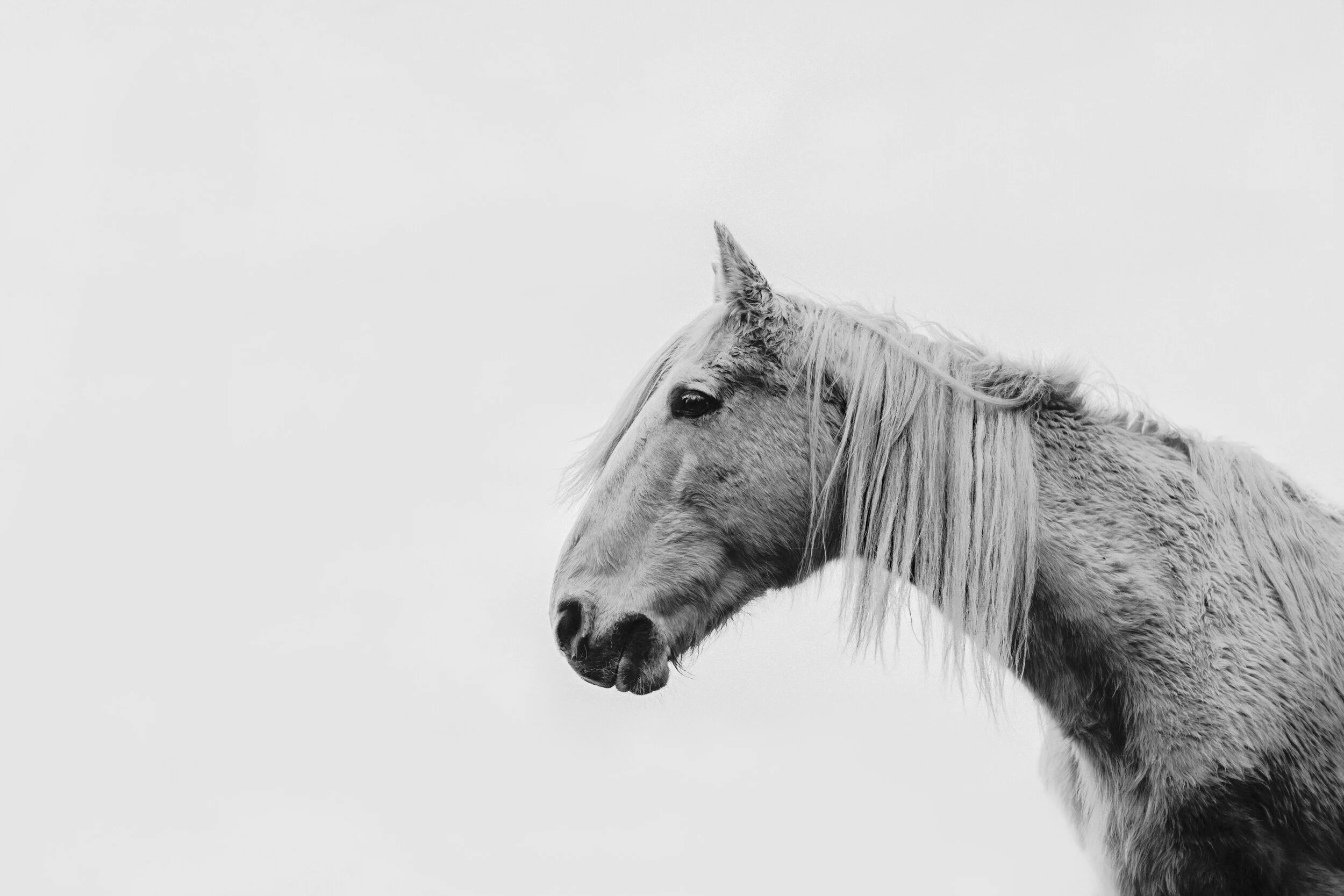 D02A3679copybw.JPG