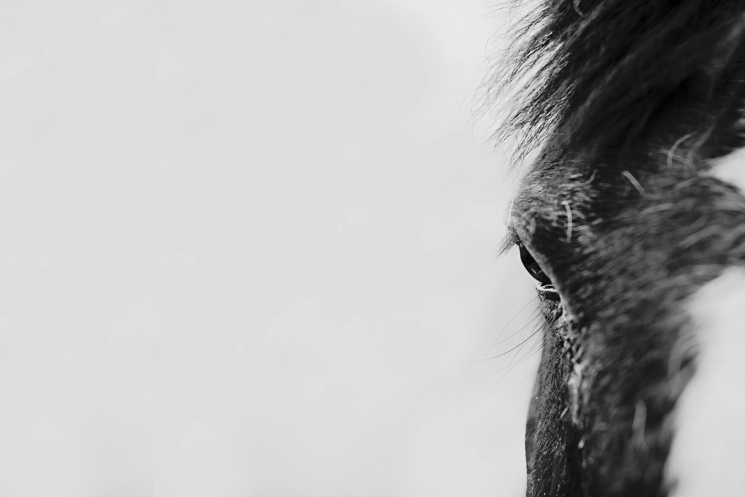 D02A3527copybw.JPG
