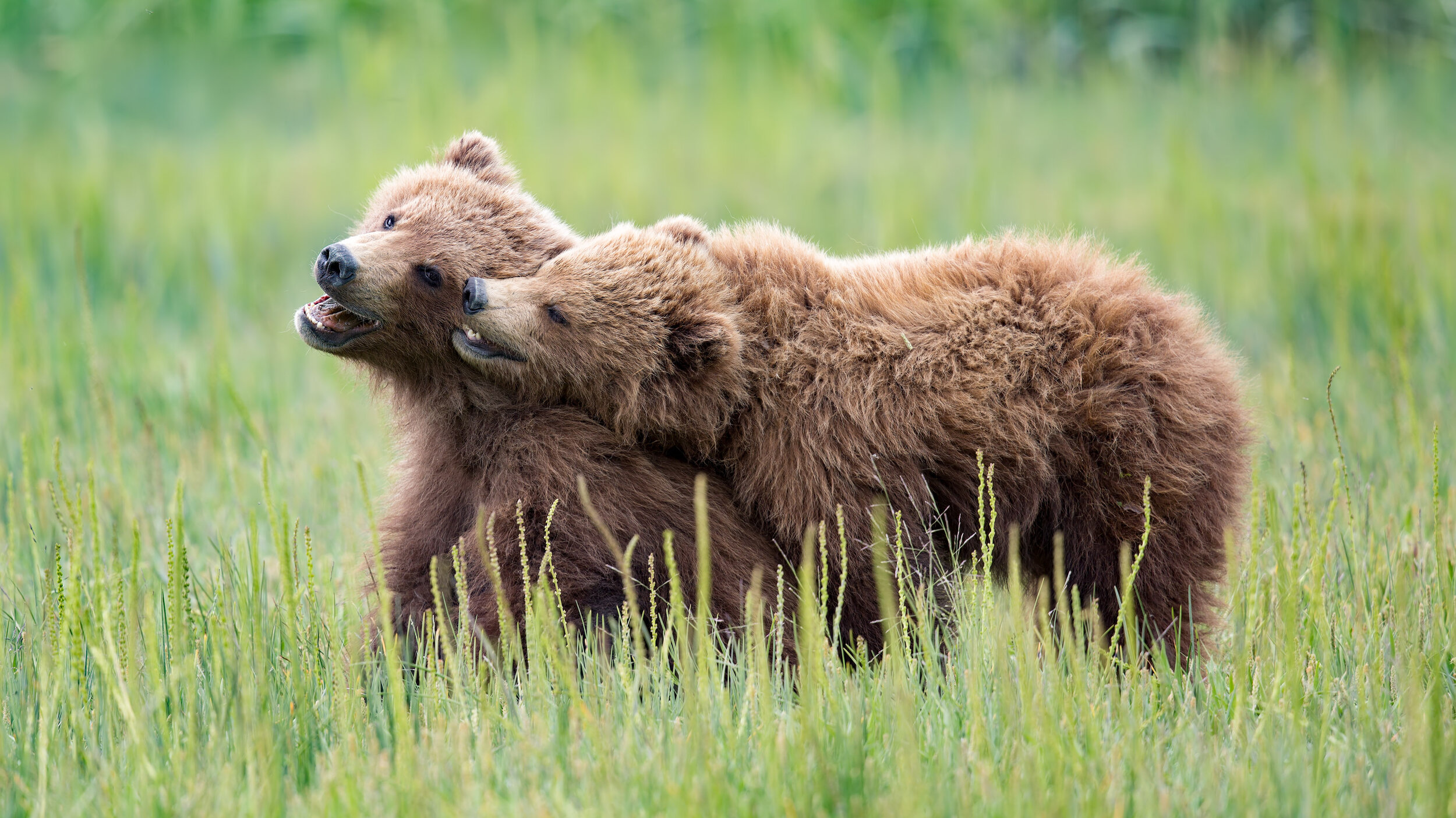 02_AshleighScully_BrownBearCubs_NBP_YouthPhotographeroftheYear.jpg