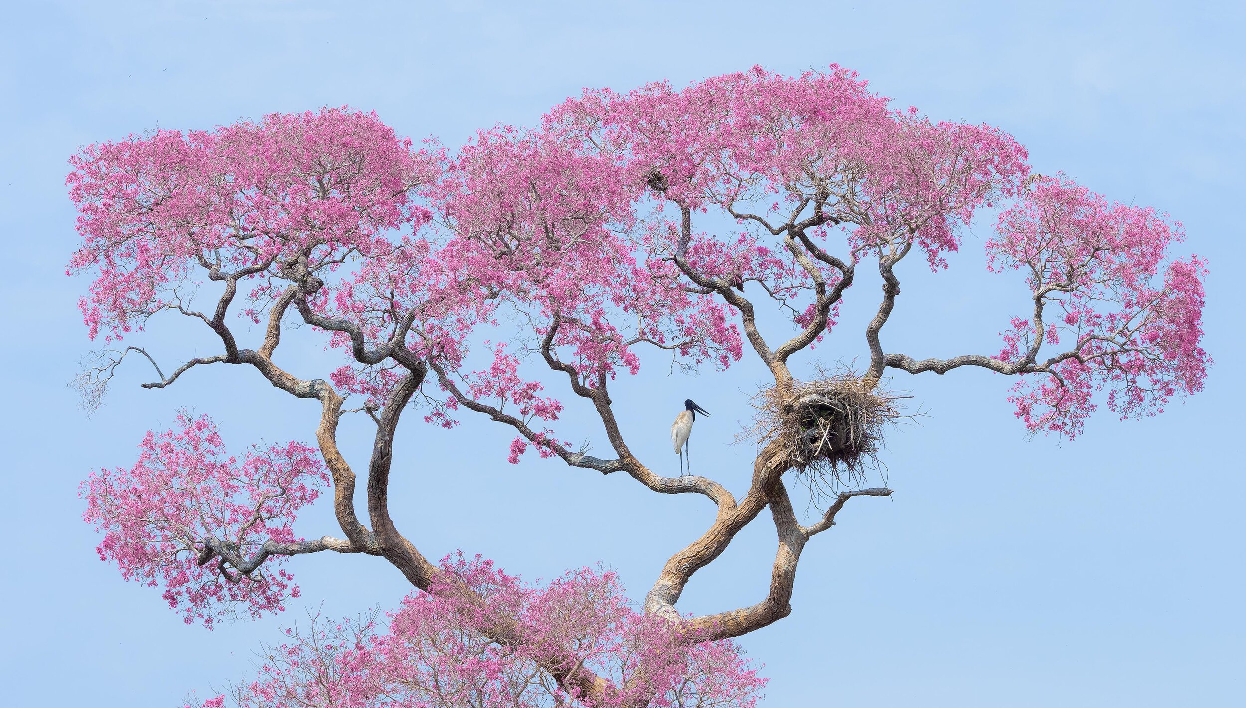 4_BirdsWinner_PetrBambousek_JabiruNest_34x60.jpg
