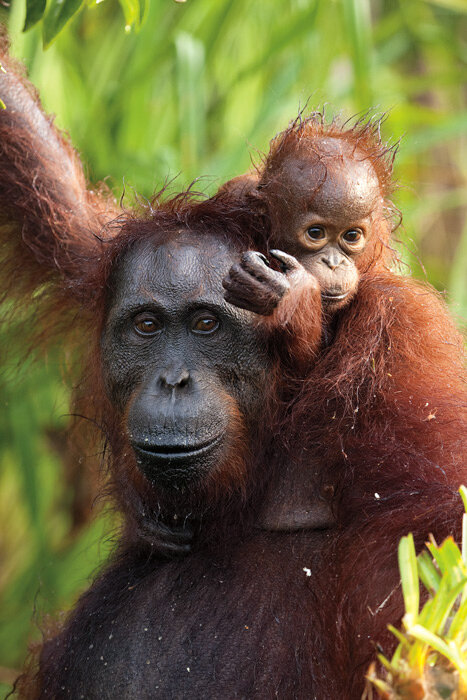 6_YukikoMatsunari_Orangutans_24x36.jpg