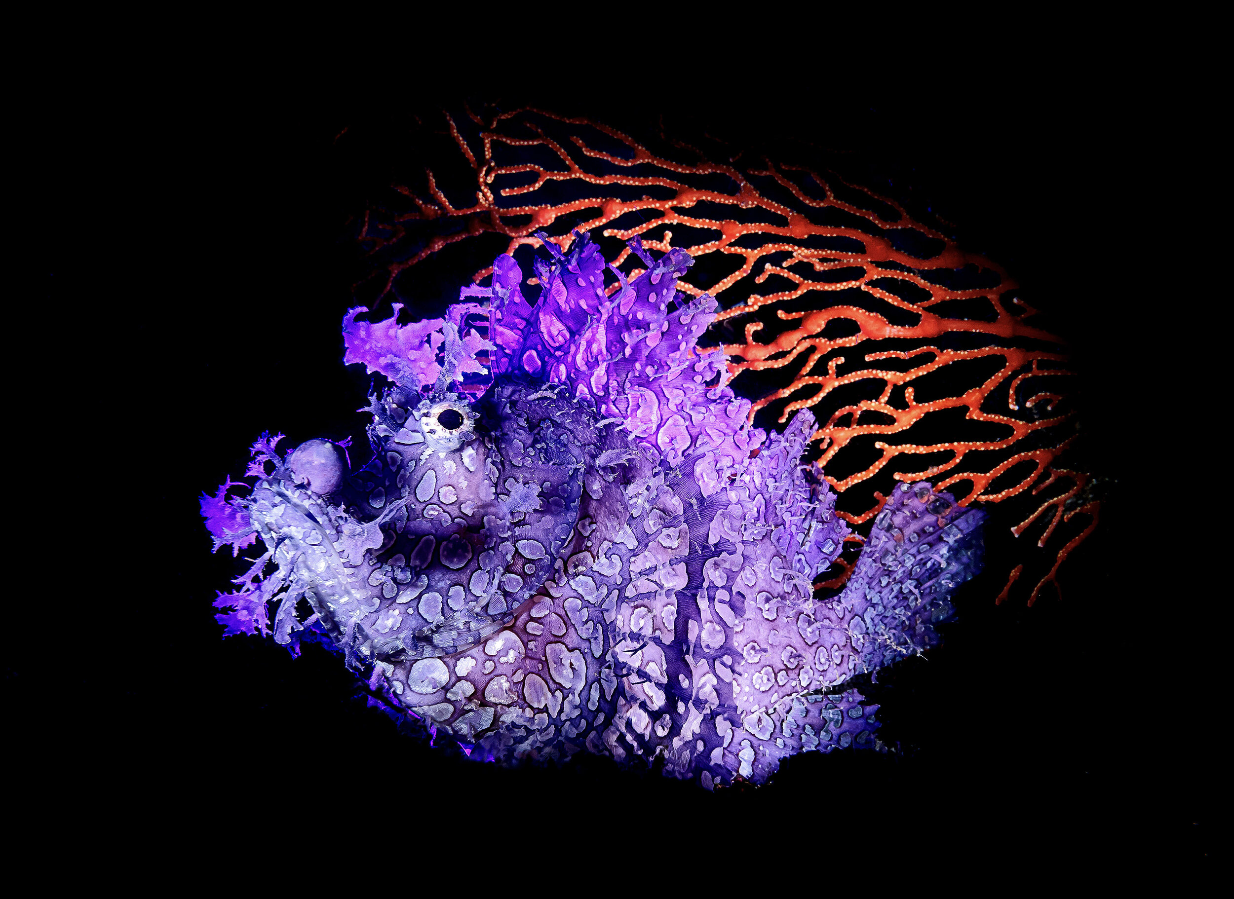 13_NBPAsia_Yung-senWu_Rhinopias_48x35.jpg