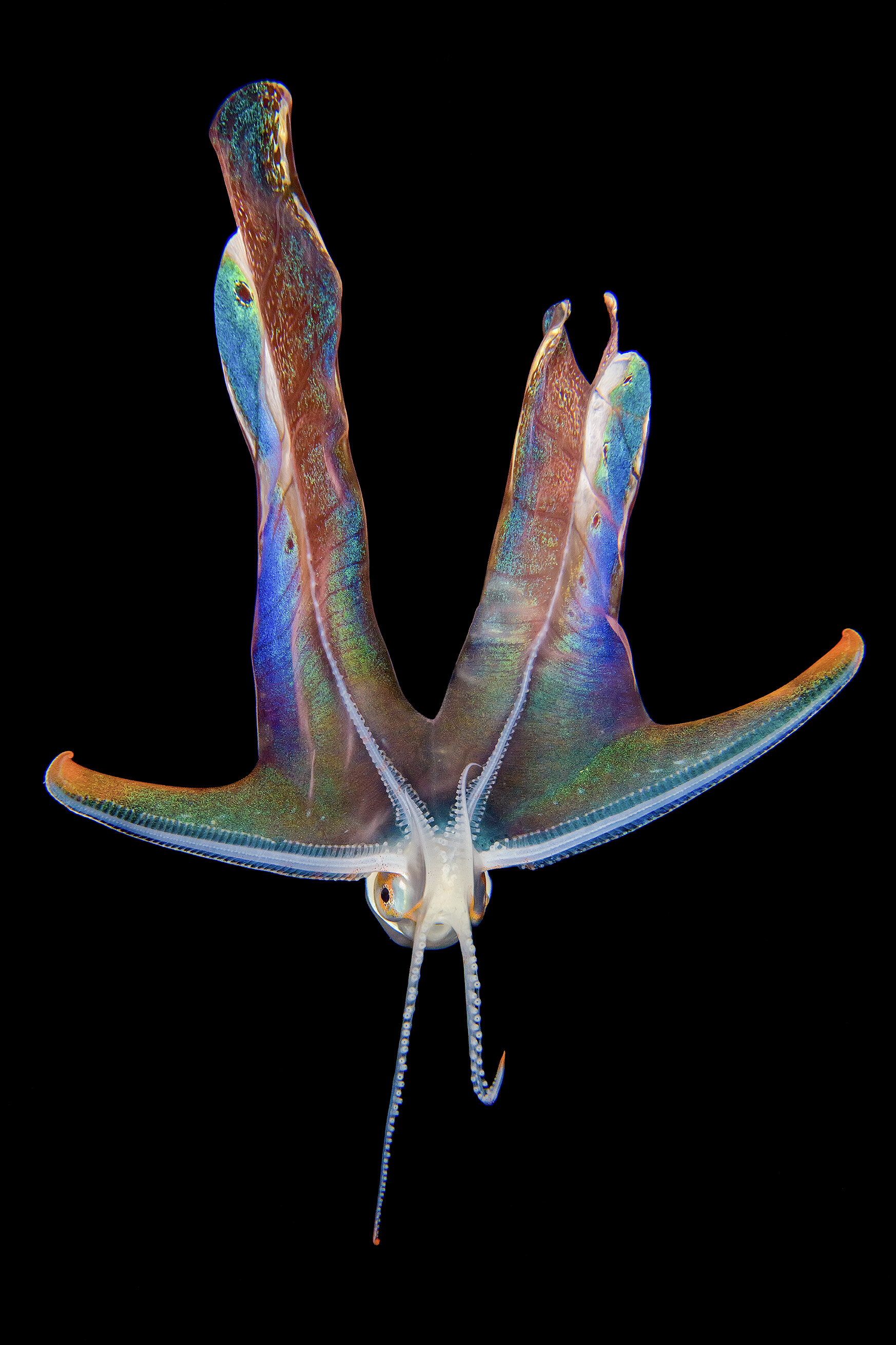 14_SongdaCai_BlanketOctopus_24x36.jpg