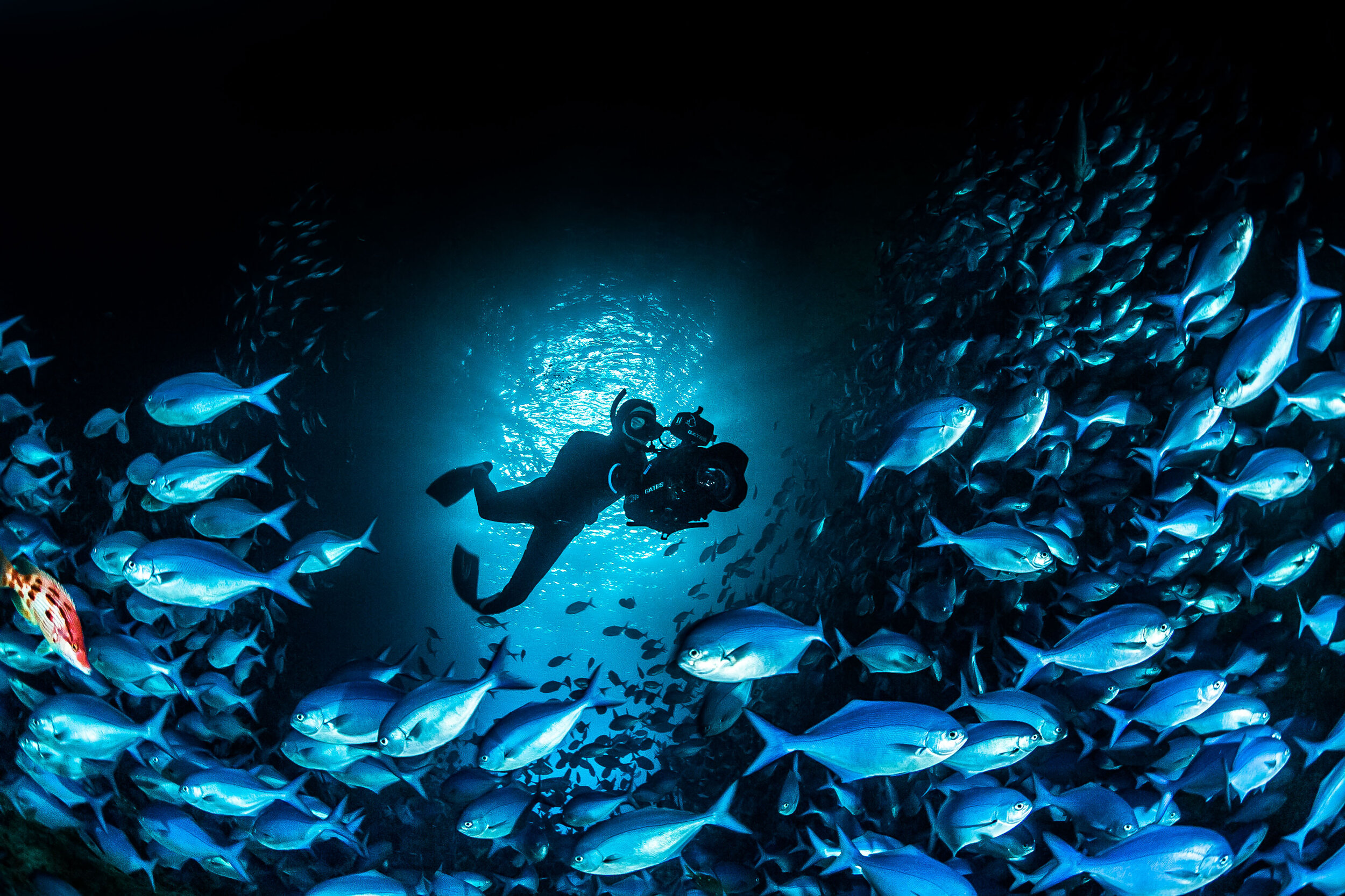 15_RobertLehmann_Diver_BlueMaoMao_24x36.jpg