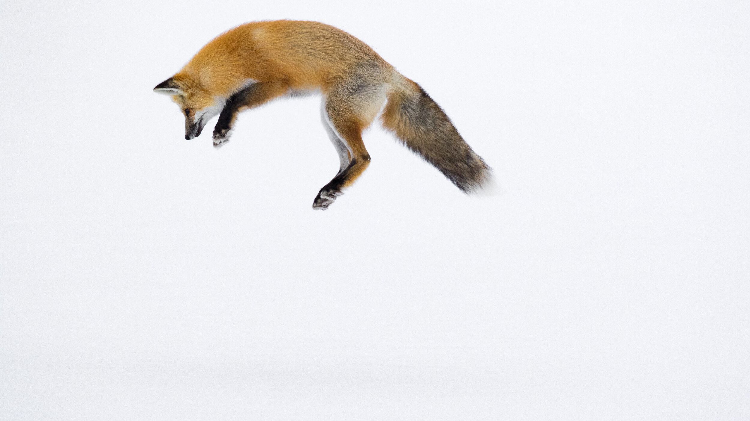 16_Youth_Wildlife_1_AshleighScully_RedFoxLeap1.jpg