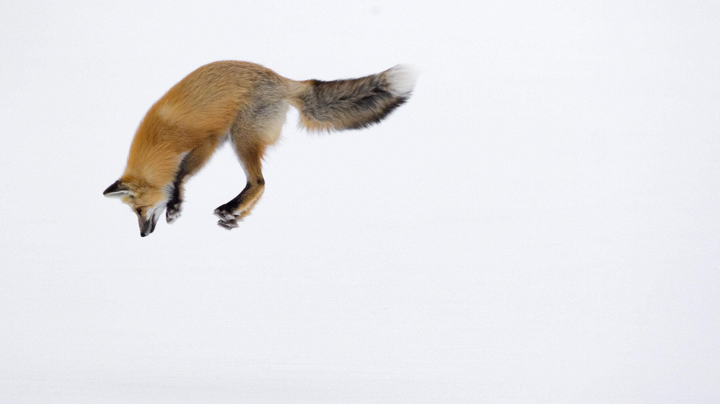 16_Youth_Wildlife_1_AshleighScully_RedFoxLeap2.jpg