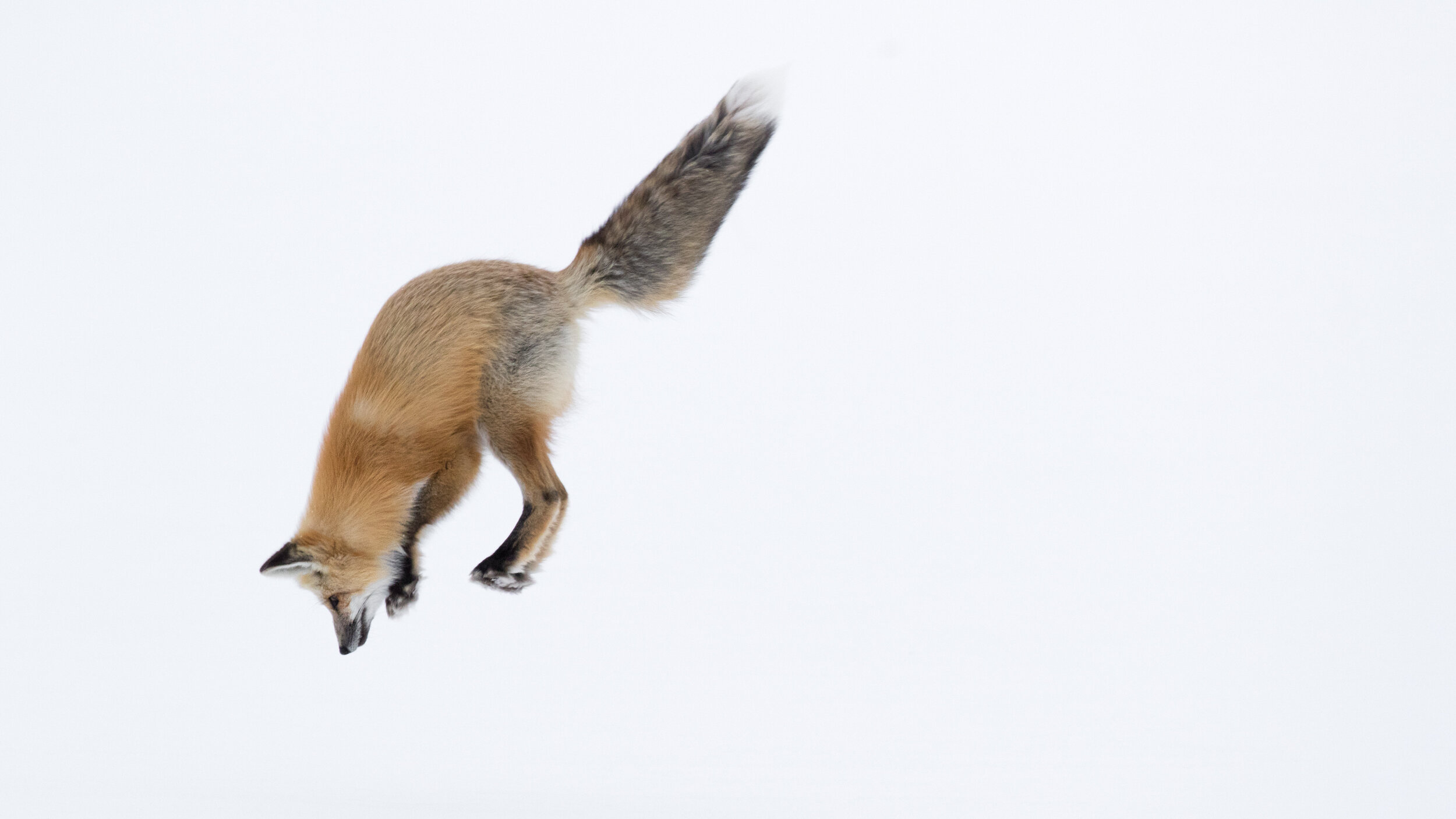 16_Youth_Wildlife_1_AshleighScully_RedFoxLeap3.jpg