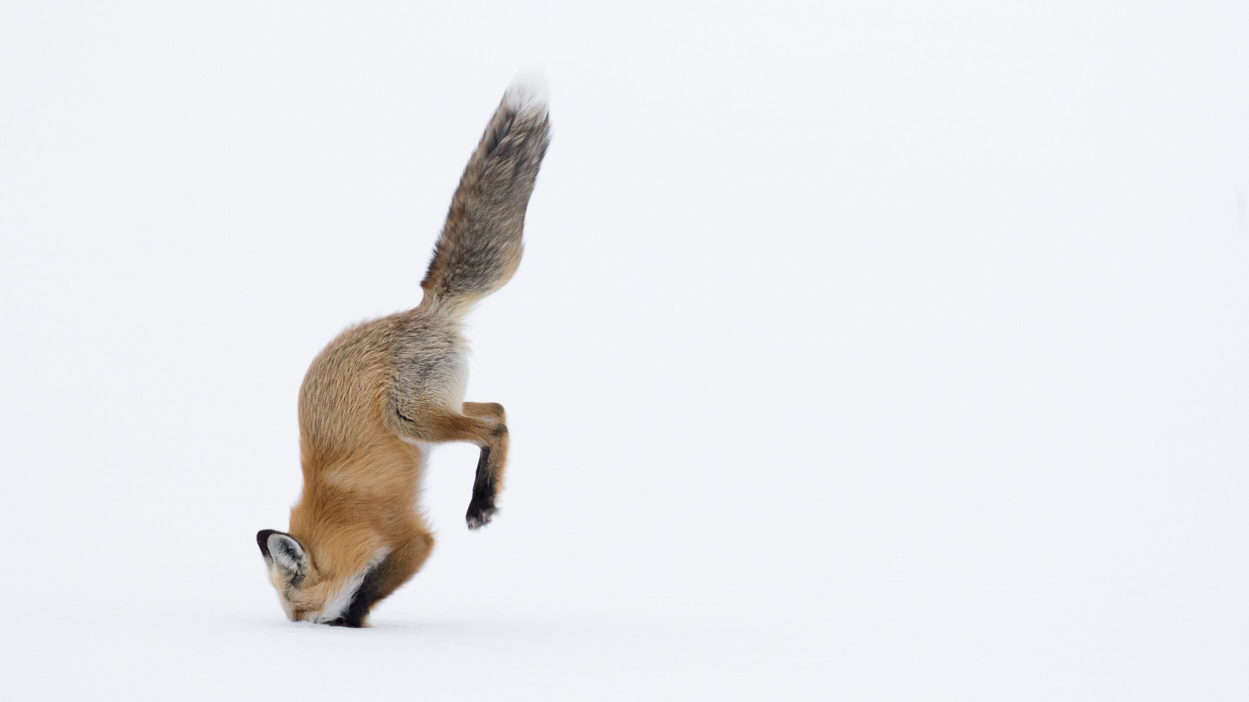 16_Youth_Wildlife_1_AshleighScully_RedFoxLeap4.jpg