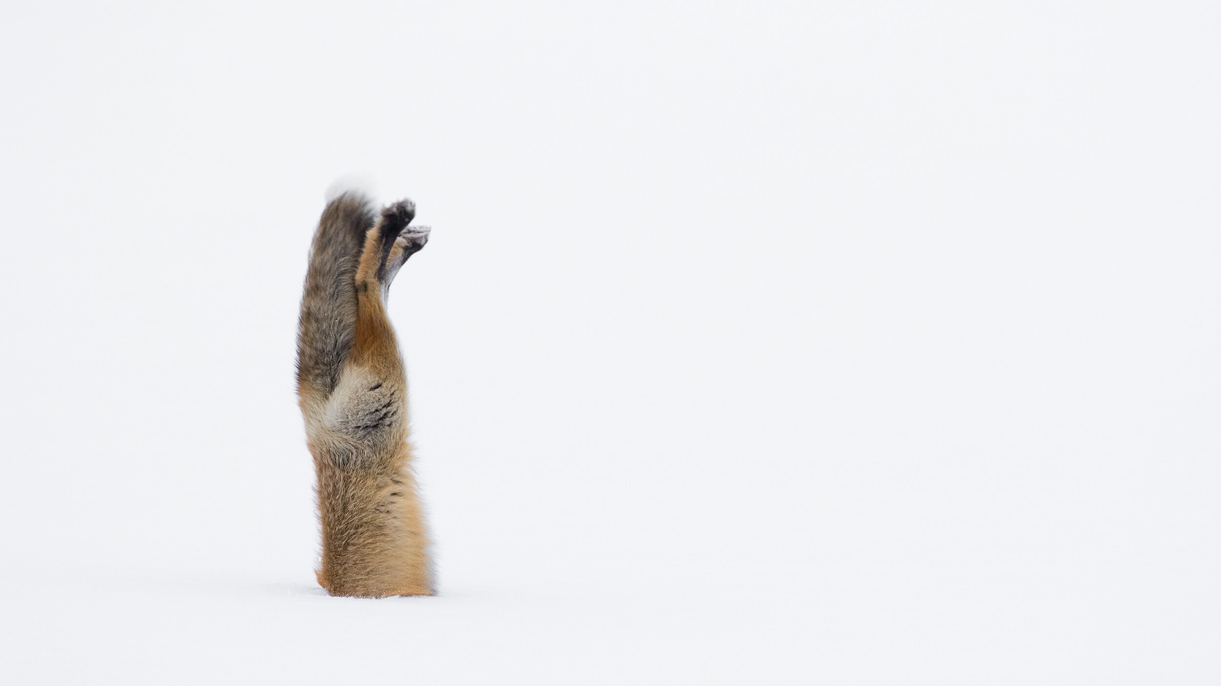 16_Youth_Wildlife_1_AshleighScully_RedFoxLeap5.jpg