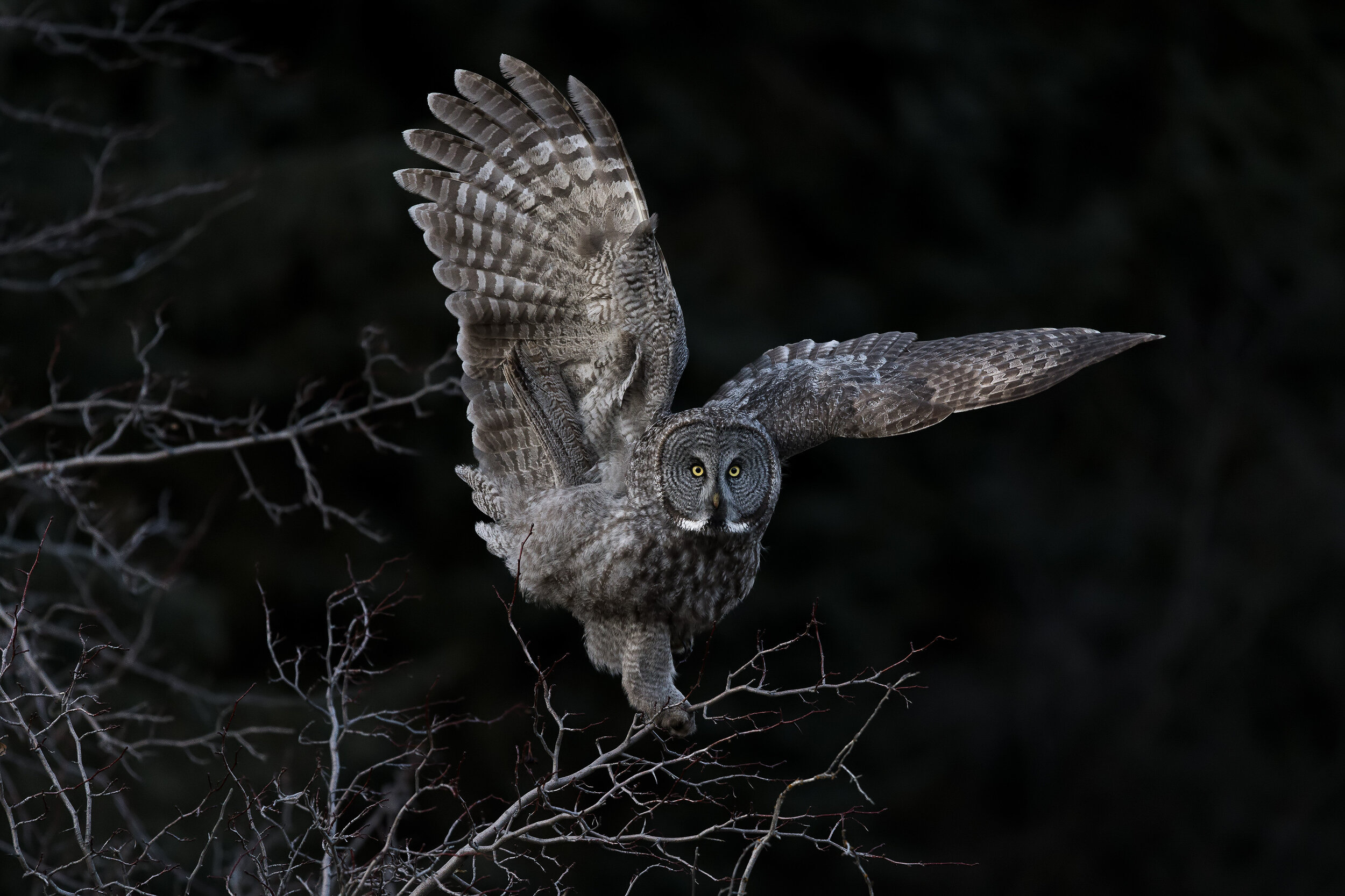 17_SteveMattheis_GreatGrayOwl_40x60.jpg