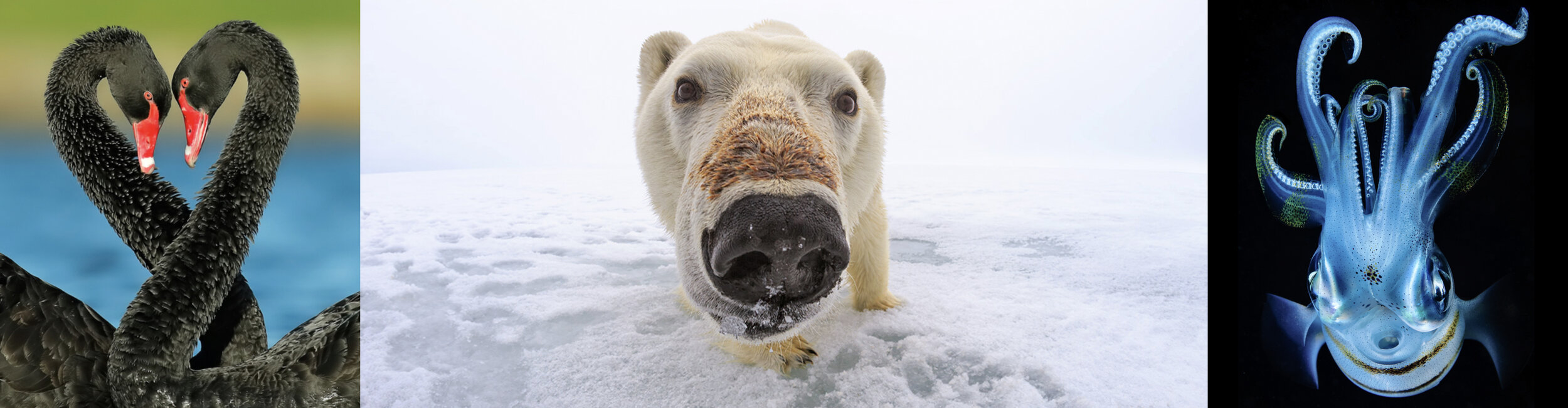 18-20_Swans_PolarBear_Squid_96x25.jpg