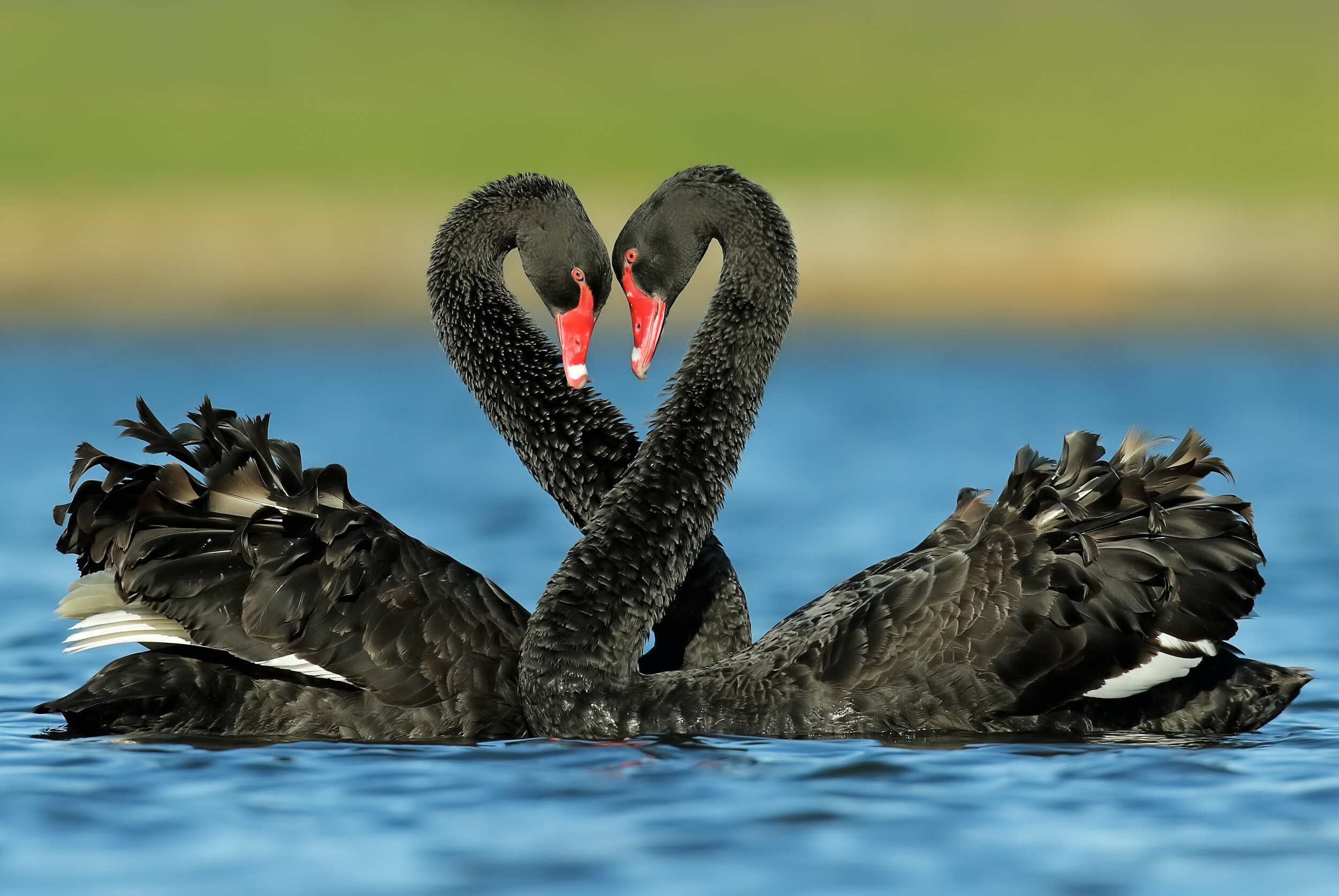 18._OferLevy_BlackSwans.jpg