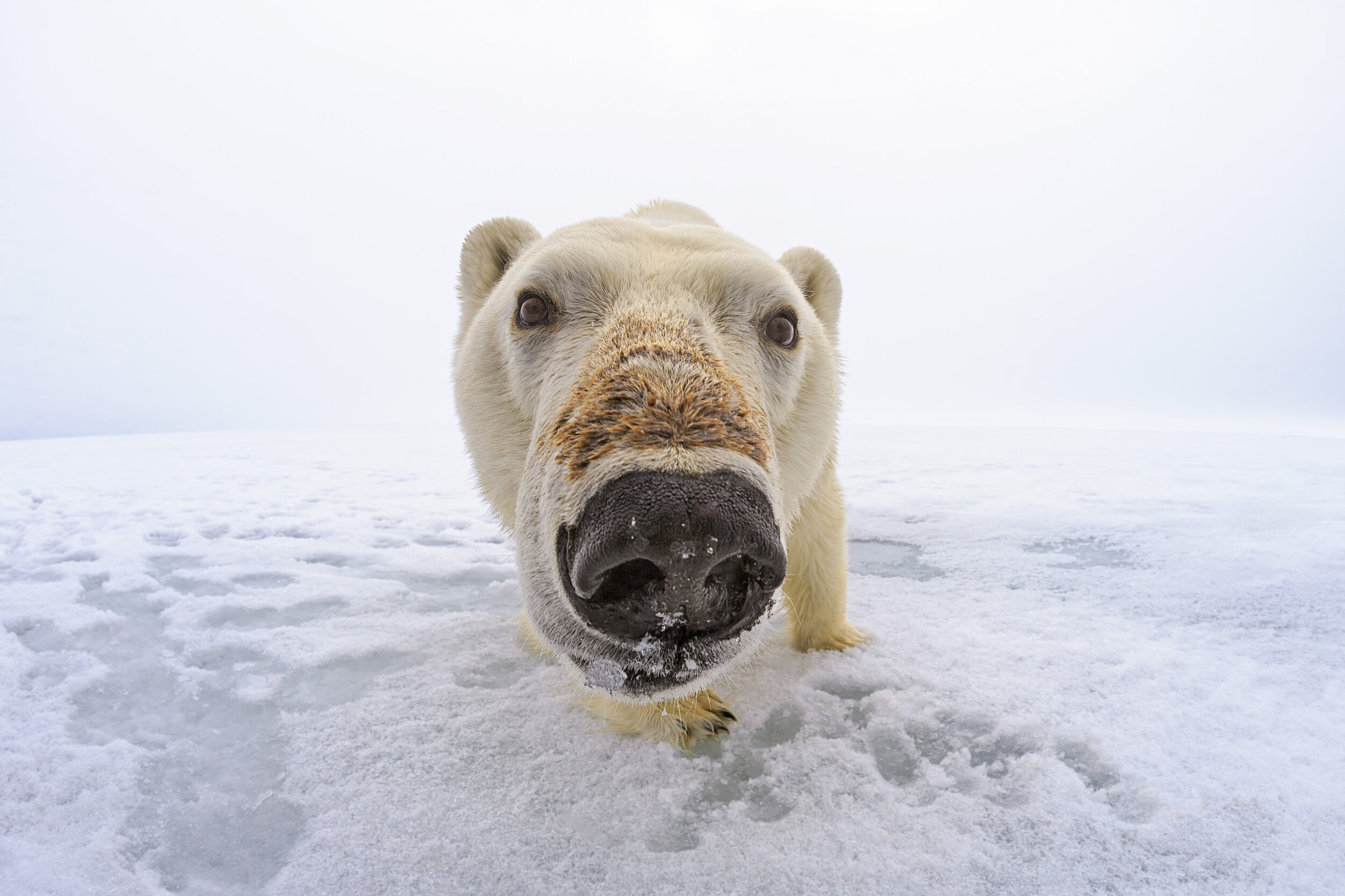 19_JonCornforth_PolarBear.jpg