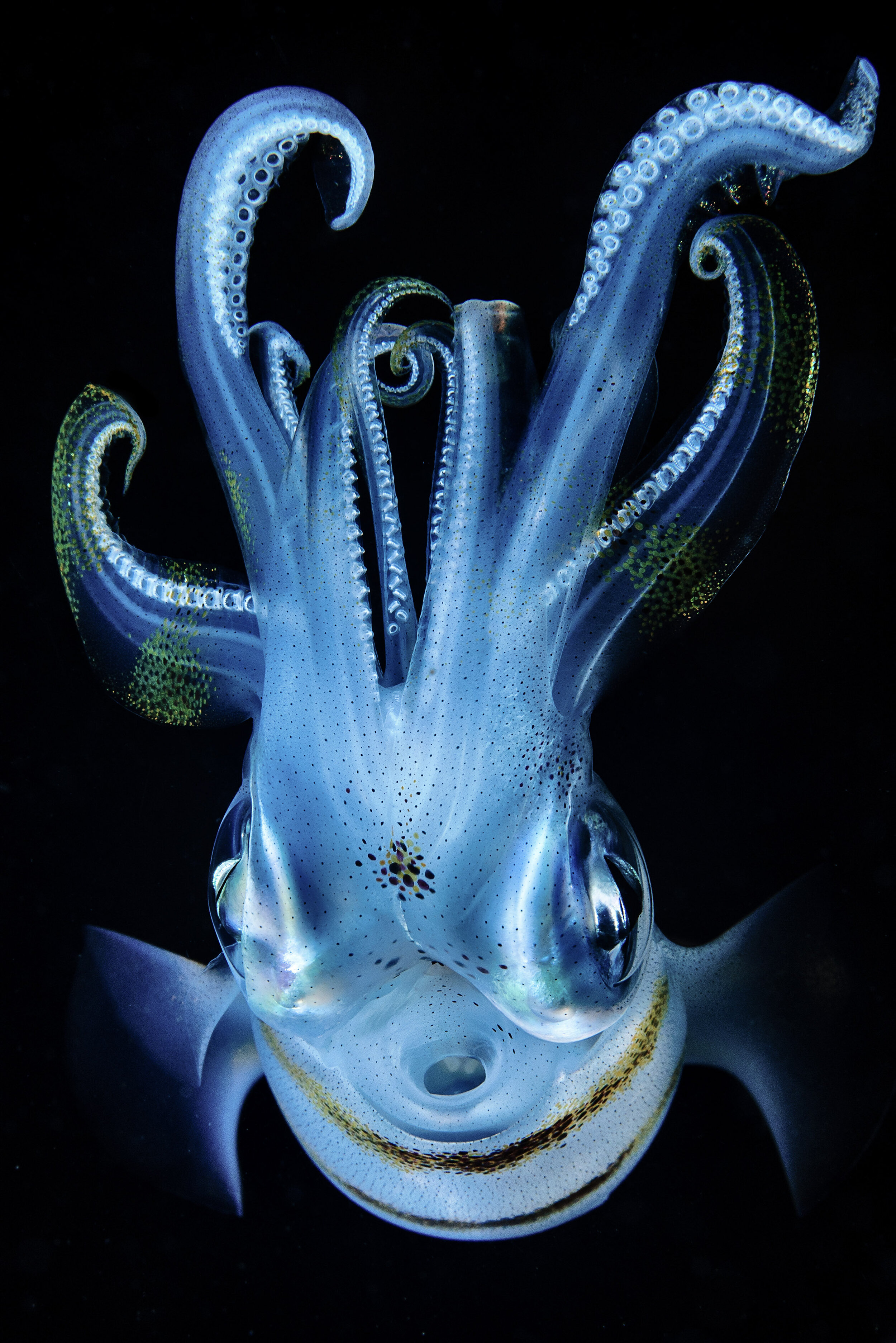 20_Winner_Oceans_JimChen_Squid.jpg