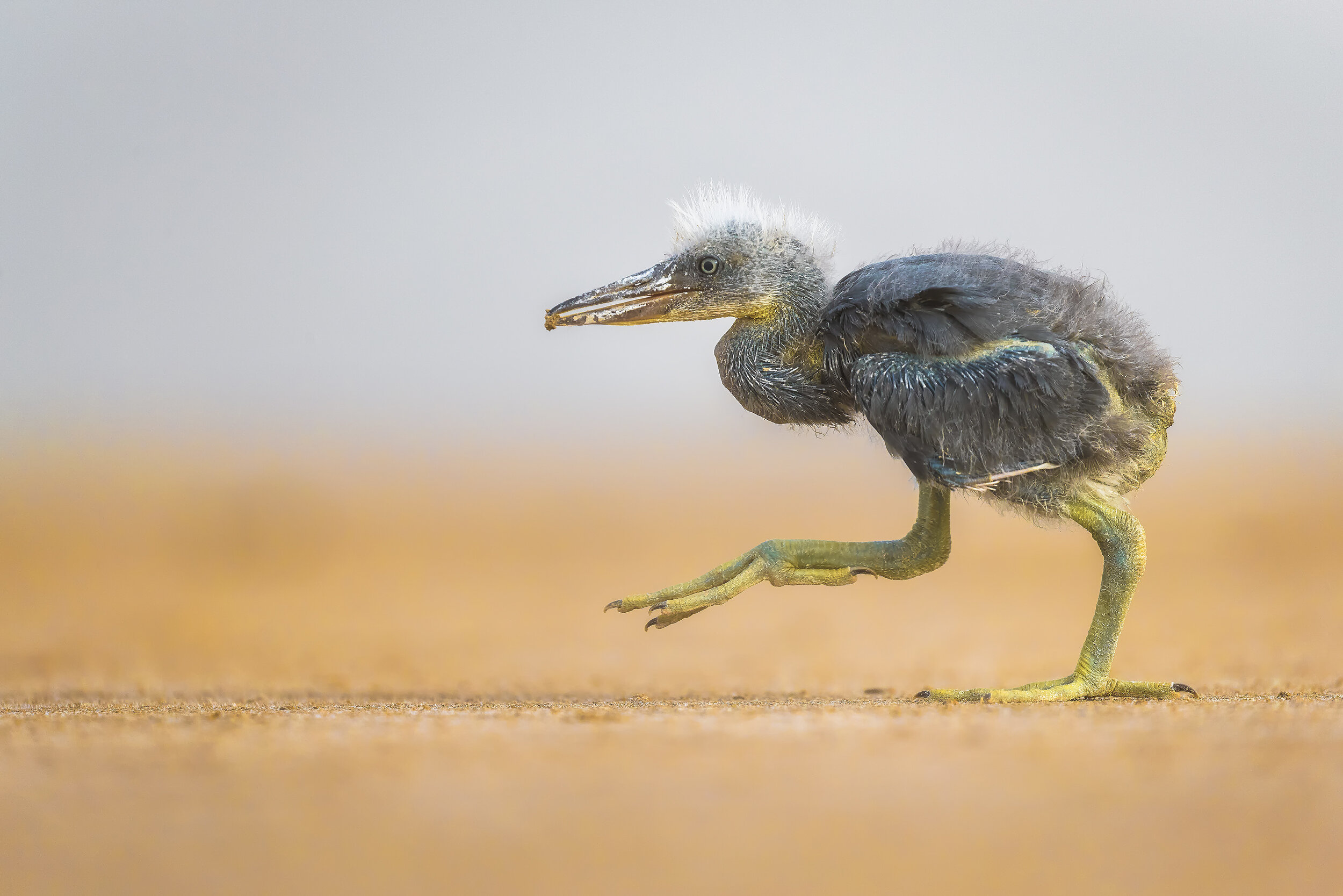 21_FaisalAlnomas_Heron_20x30.jpg