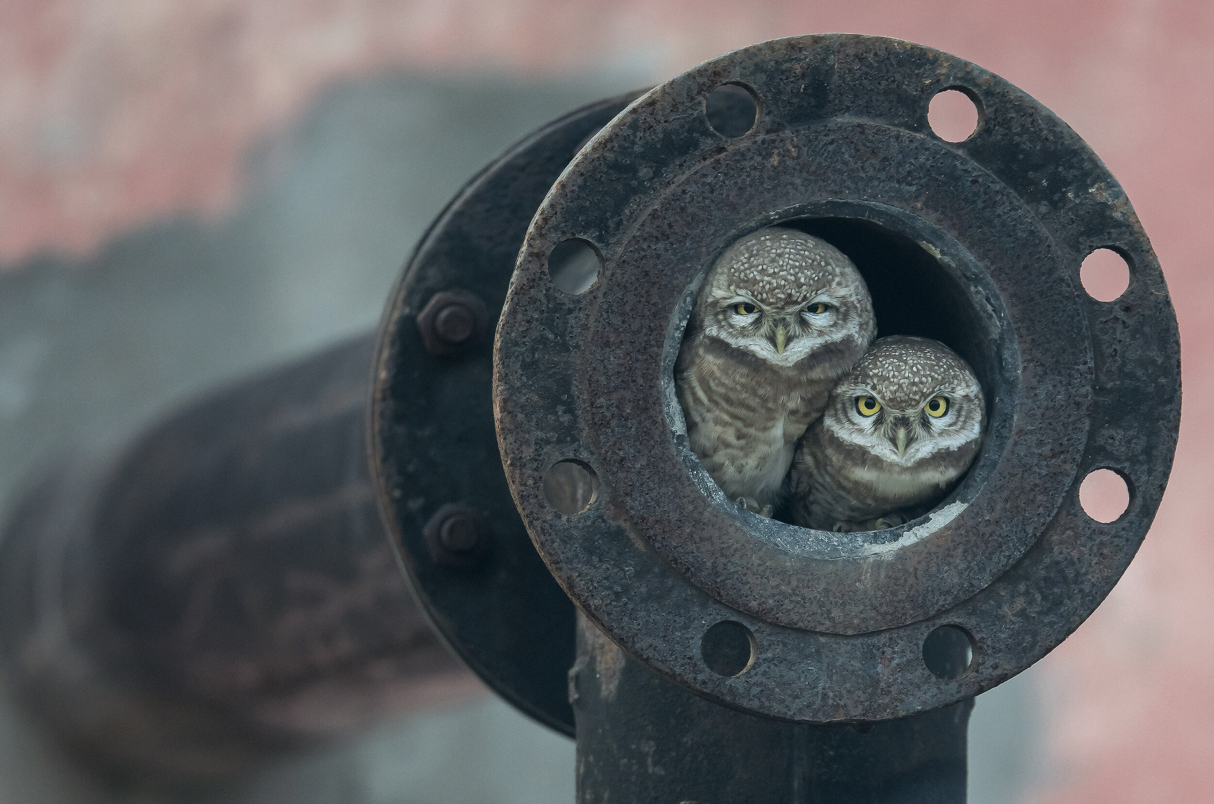 22_ArshdeepSingh_Owlets_20x30.jpg