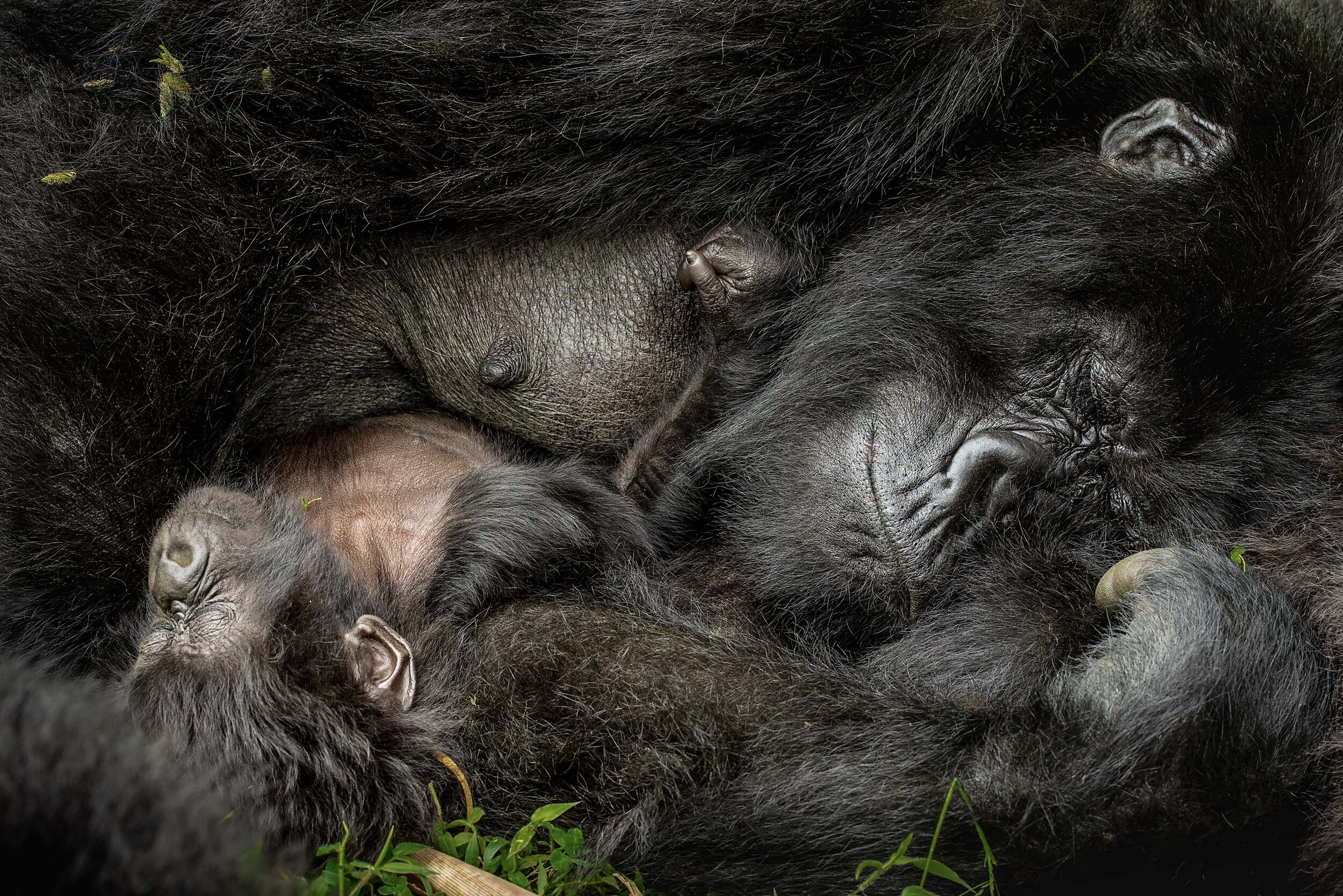 25_GrandPrize_NelisWolmarans_MountainGorillas_43x64.5.jpg