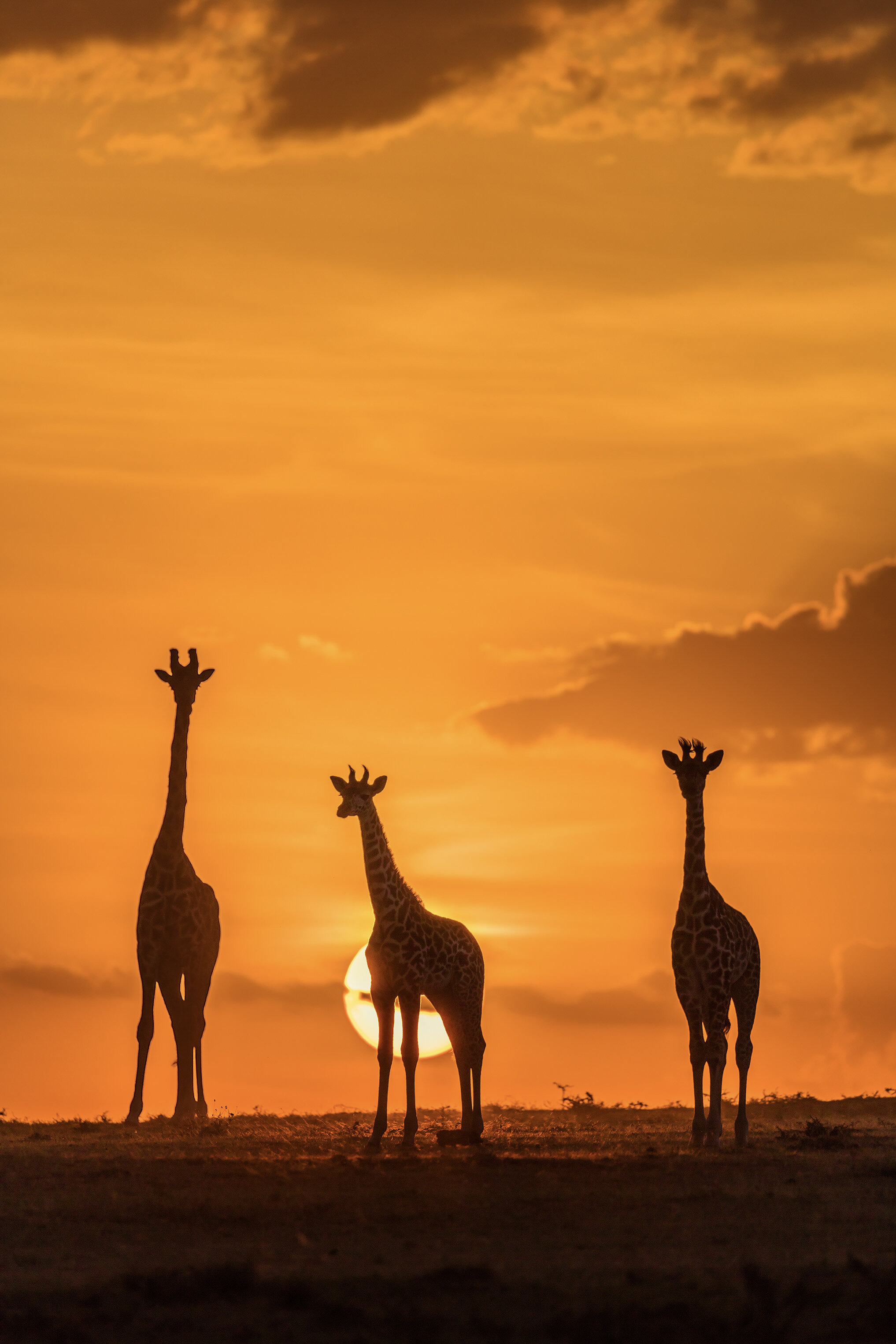 26_StephanieHu_SunsetGiraffes_20x30.jpg
