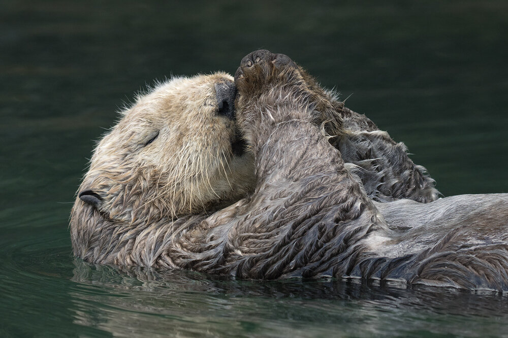 31_JessFindlay_Otter.jpg