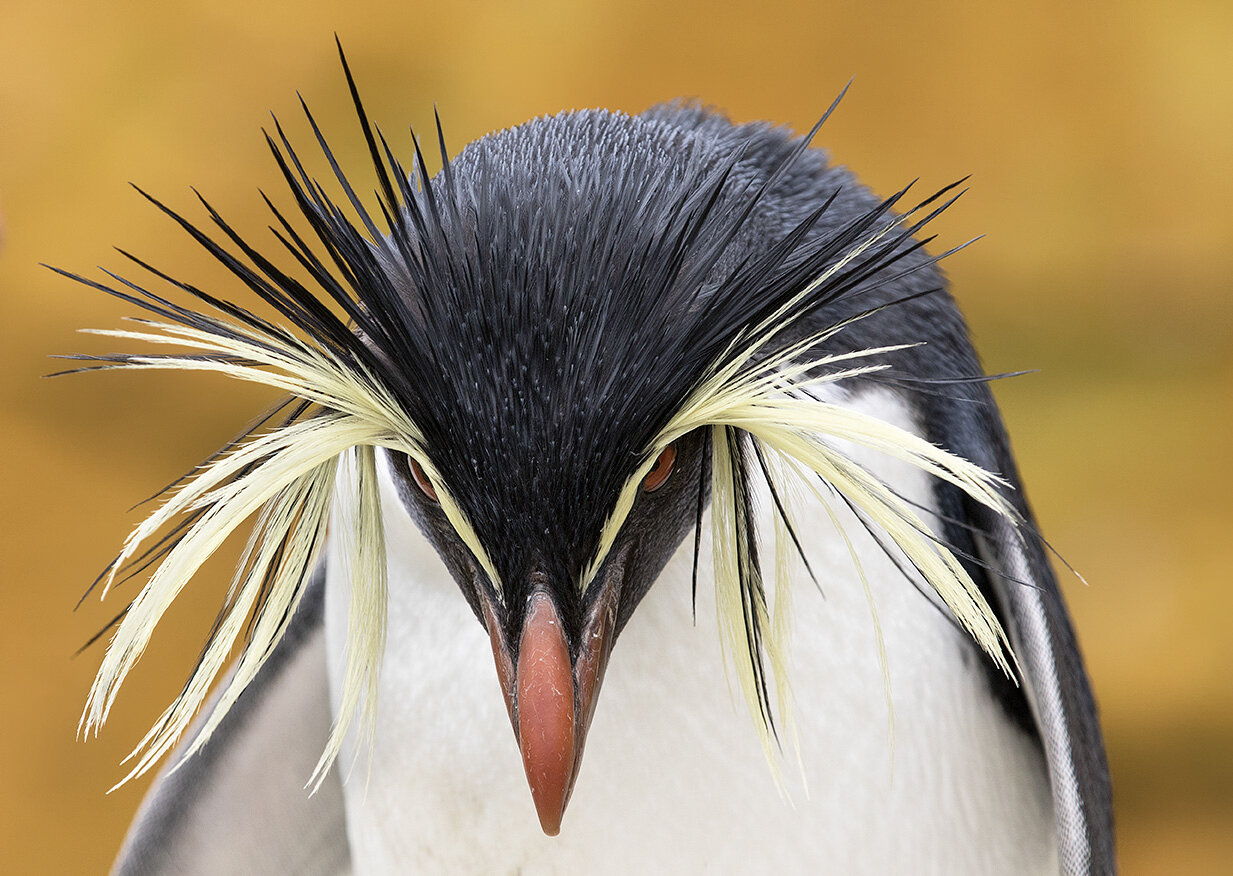 32_DeniseIppolito_RockhopperPenguin.jpg
