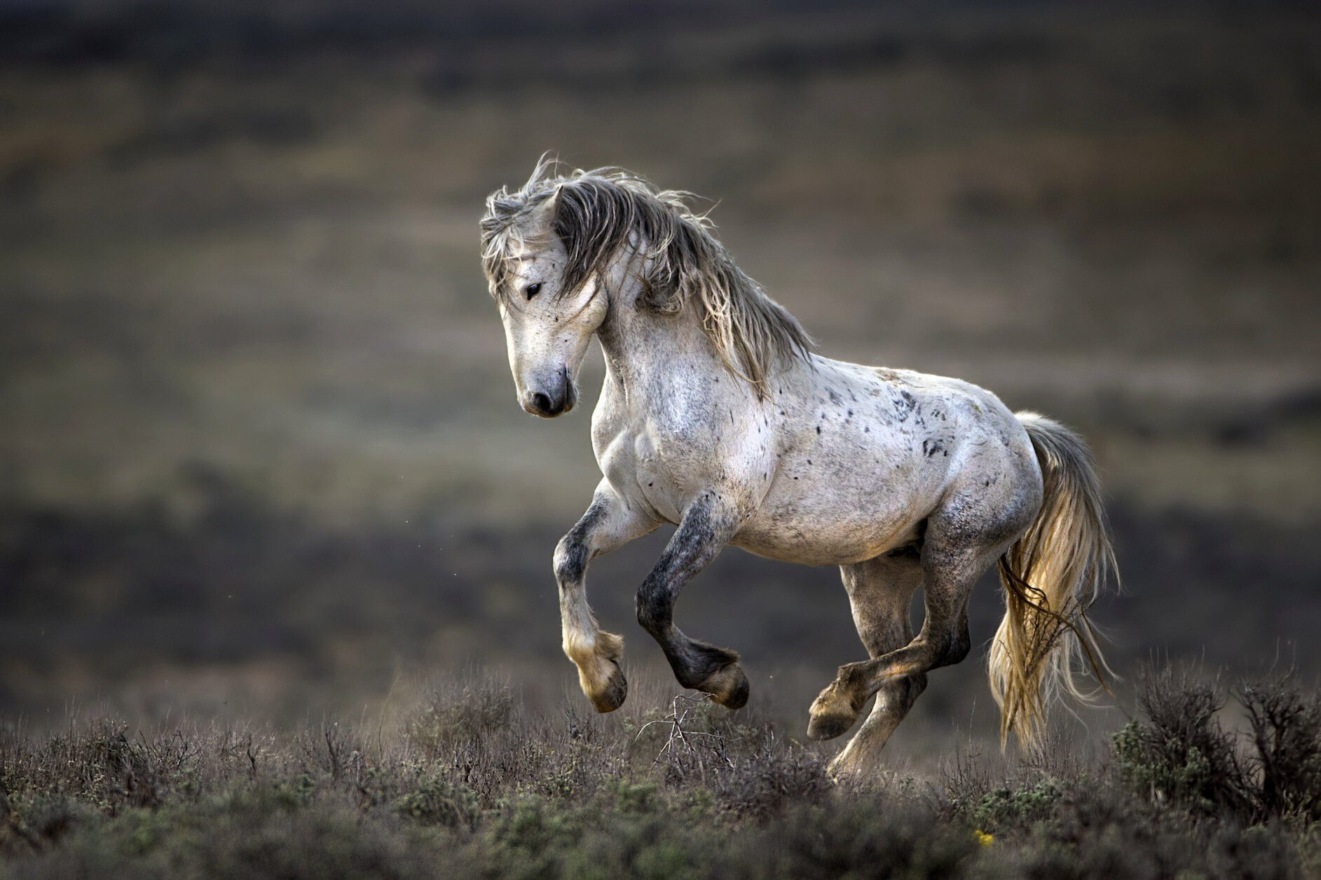 33_VerdonTomajko_WildMustang.jpg