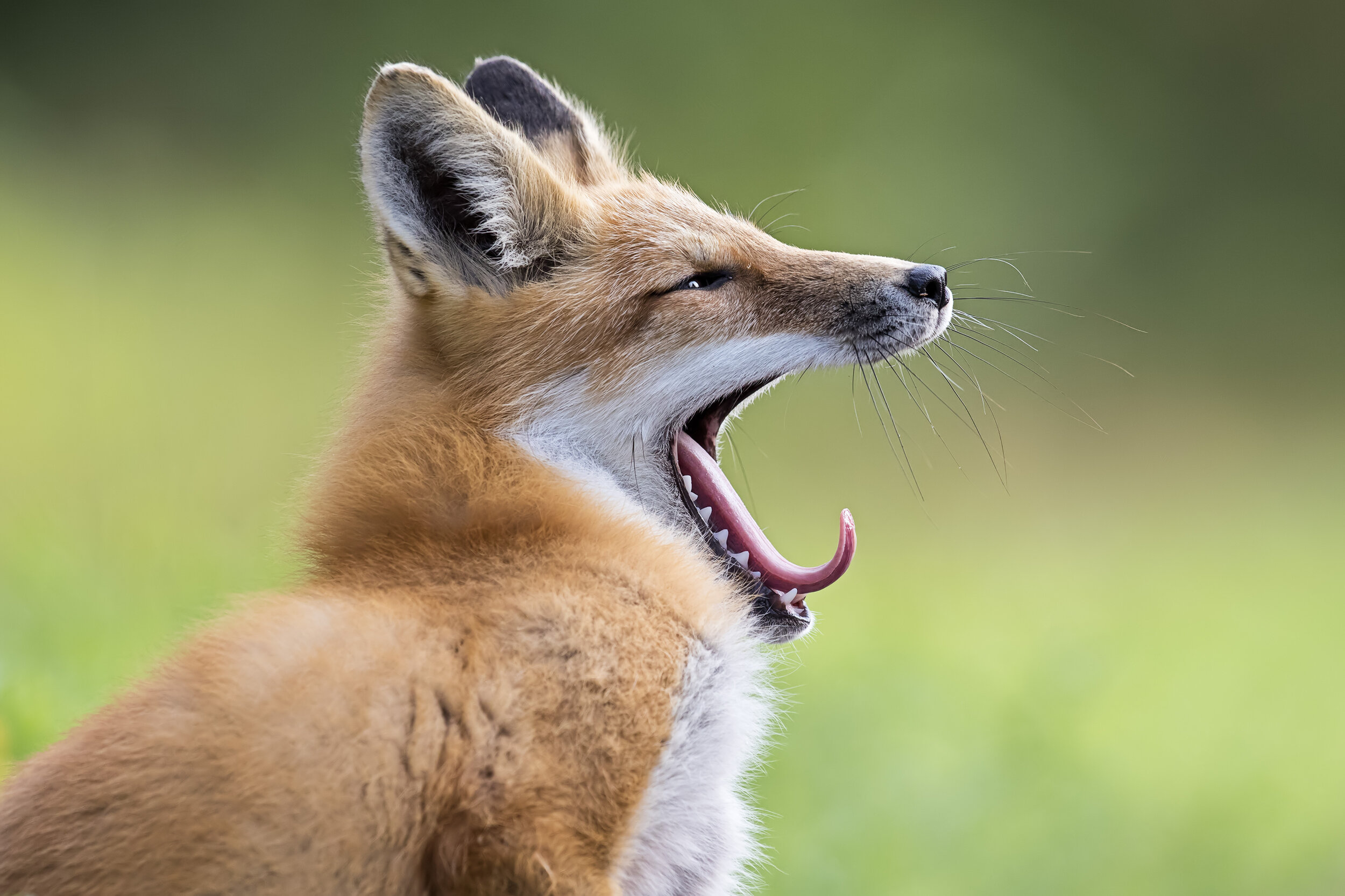 35._BenjaminOlson_RedFox.jpg