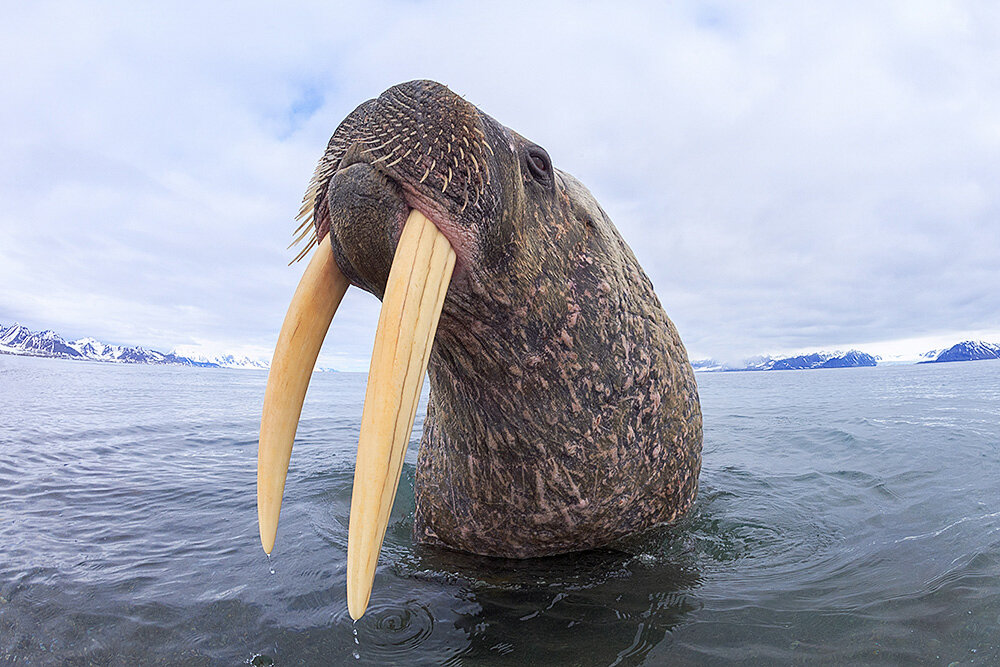 37__JonCornforth_Walrus.jpg