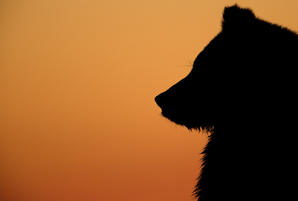 38_DannyGreen_BearSilo.jpg