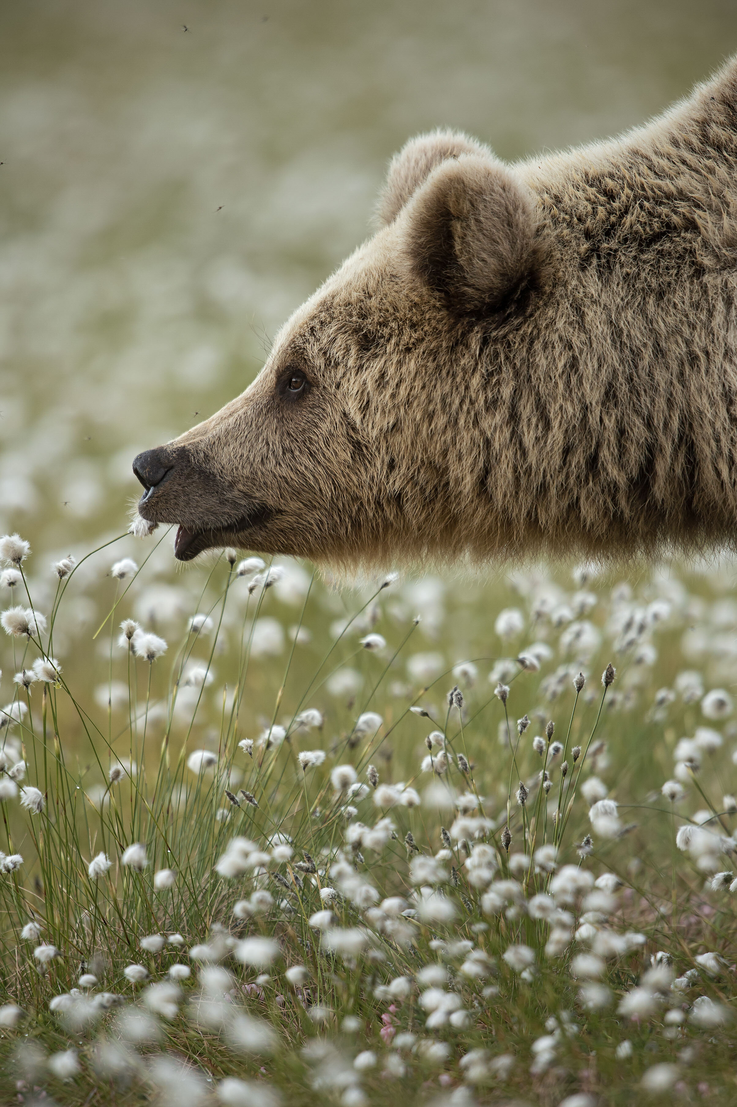 40_BenPenson_BrownBear_33x50.jpg
