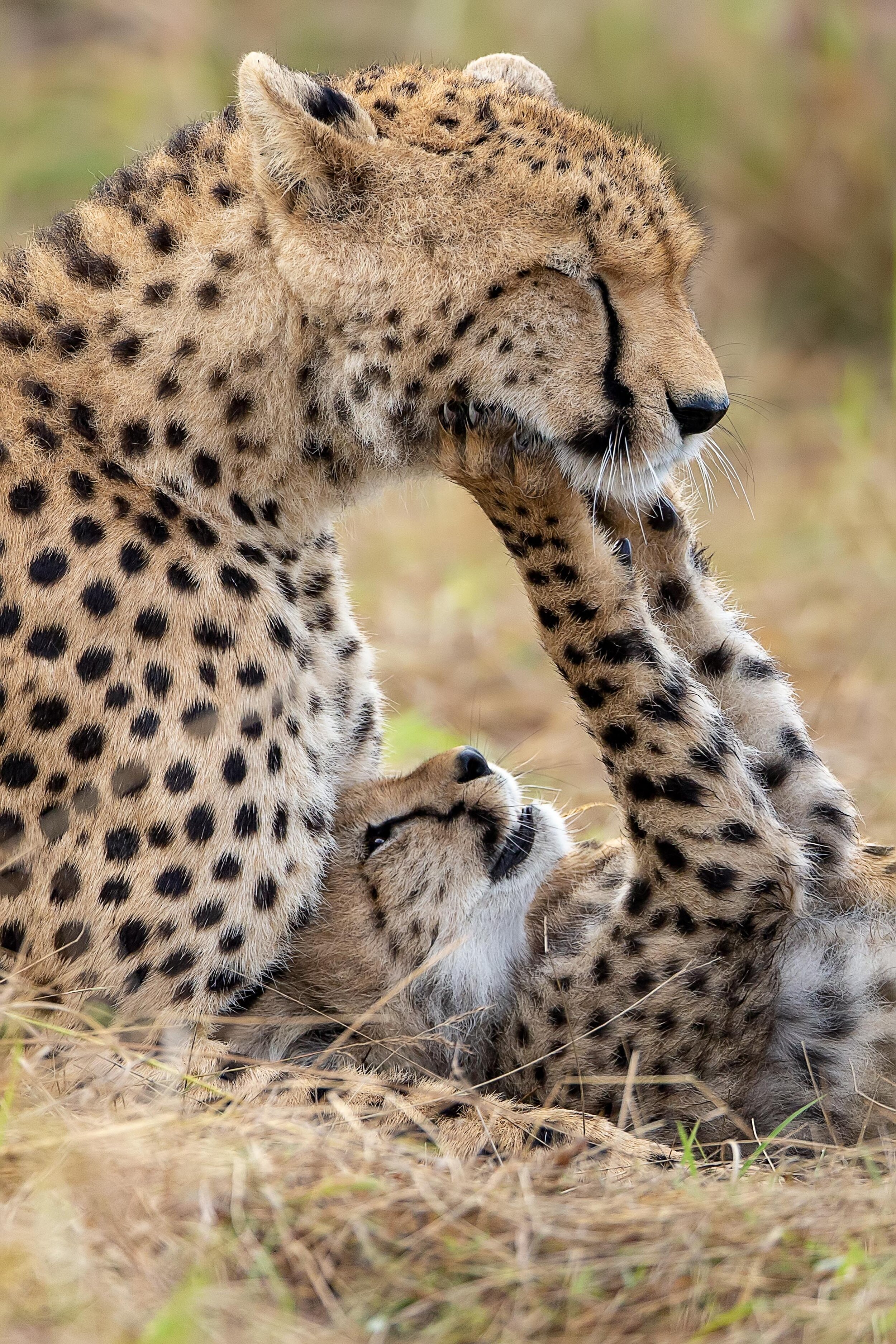 AW_AndrewRouse_Cheetah_andCub_MP 24x36.jpg
