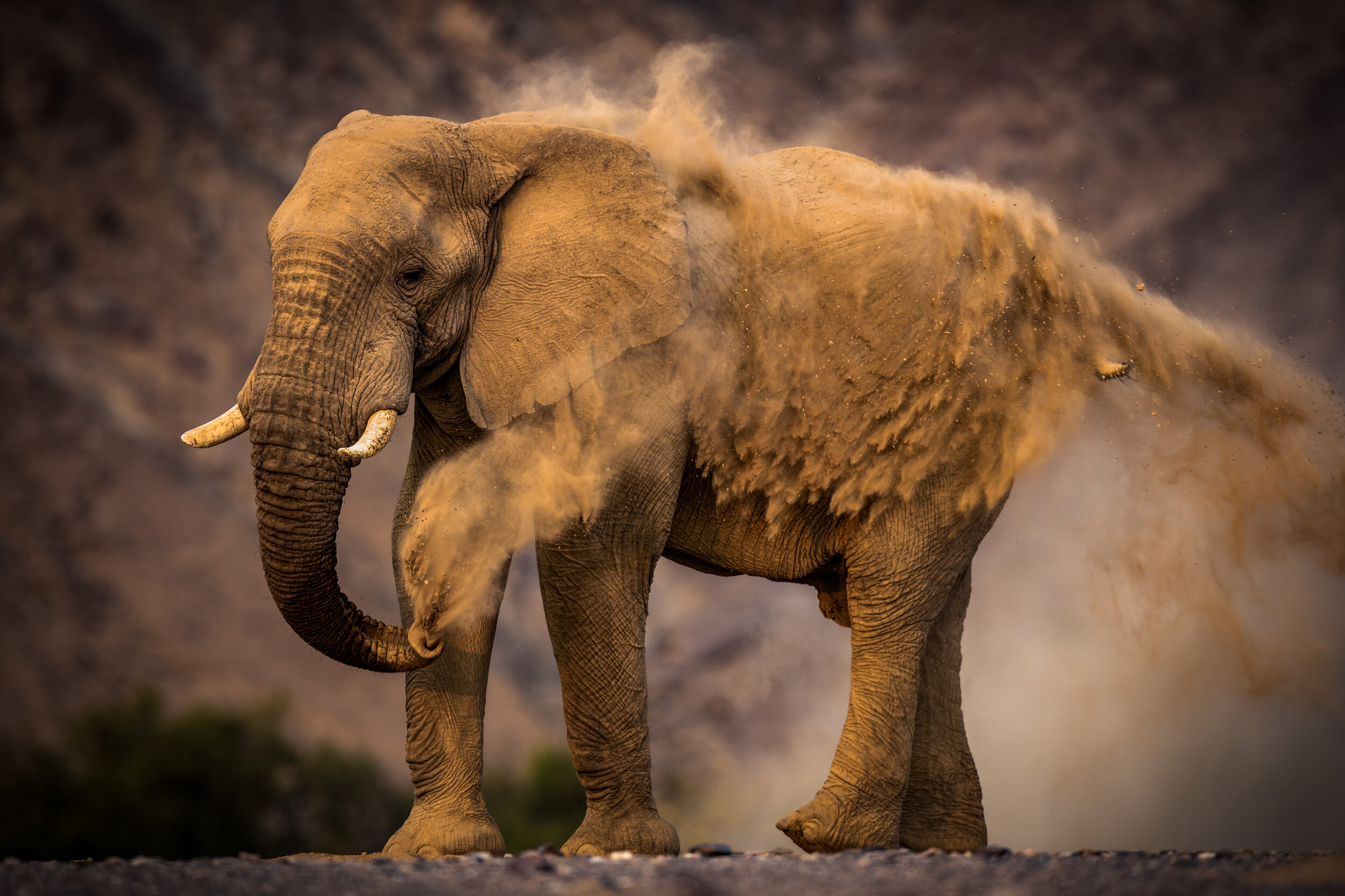 AW_ArbyLipman_ElephantDustbath_40X60.jpg