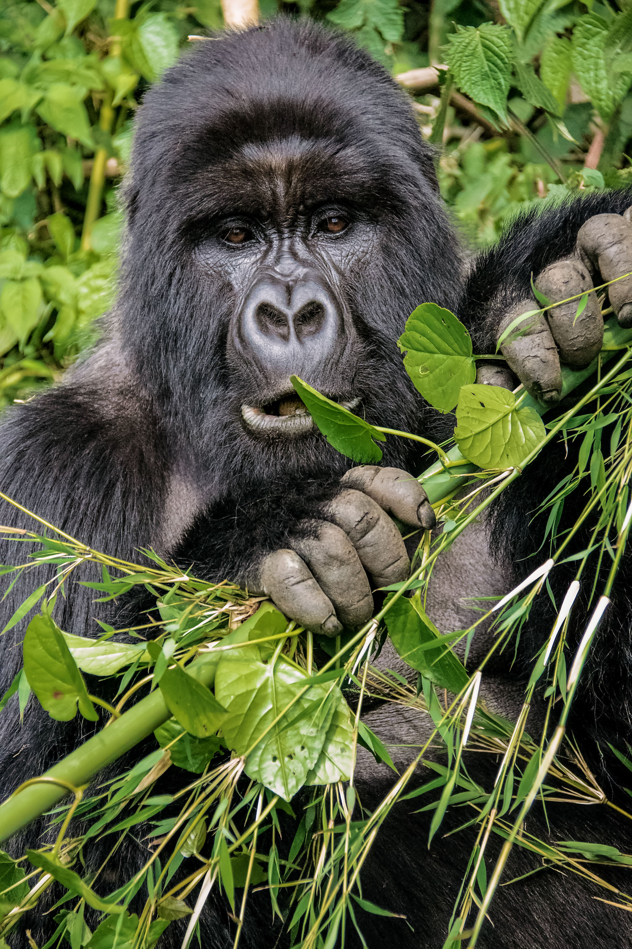 AW_WilliamWoolam_MountainGorilla_24X36.jpg