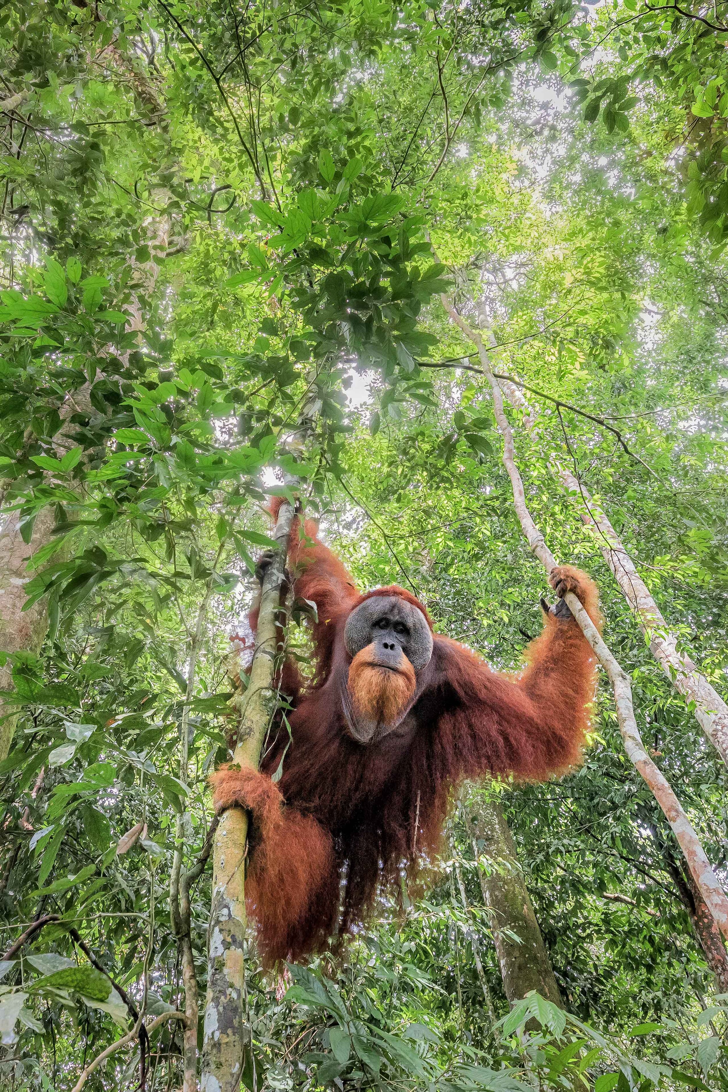 CS_MarcoGaiotti_SumatranOrangutan_28x42.jpg