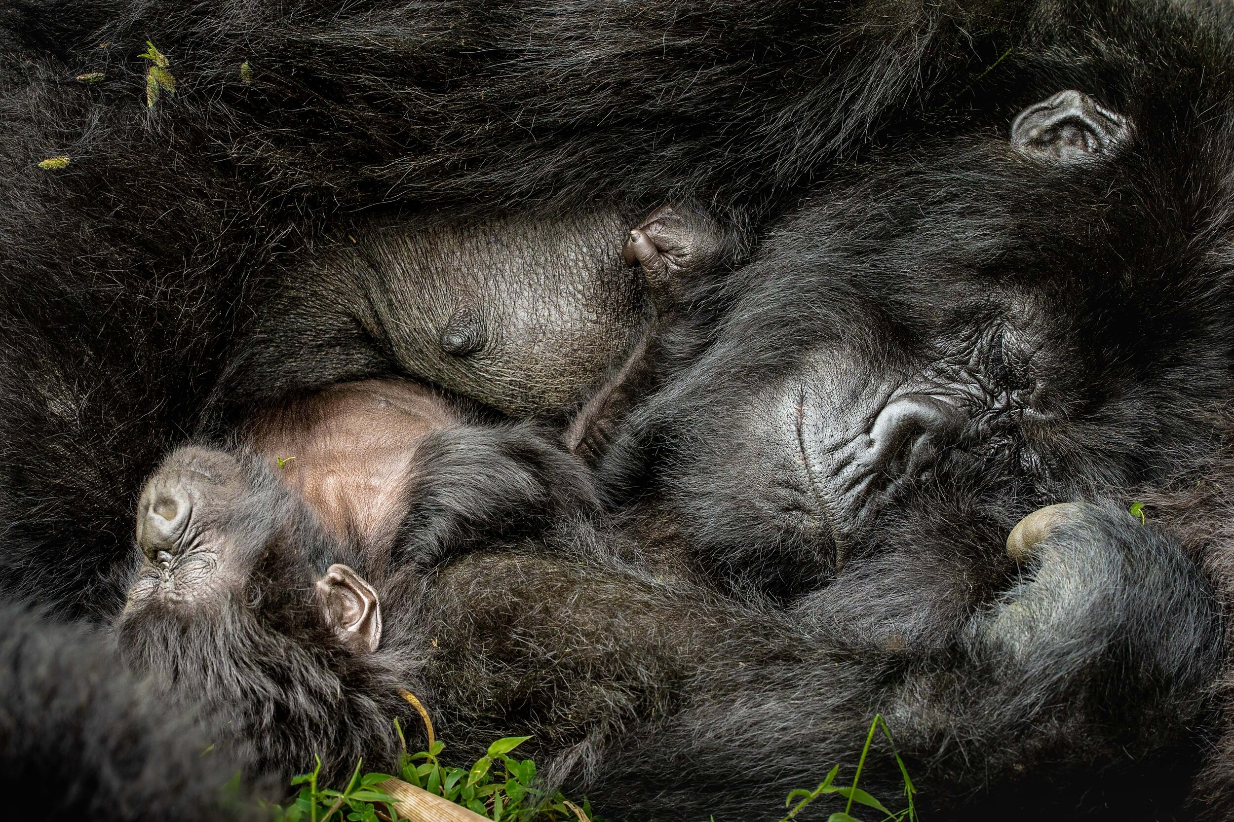 GrandPrize_NelisWolmarans_MountainGorillas_43x64.5.jpg