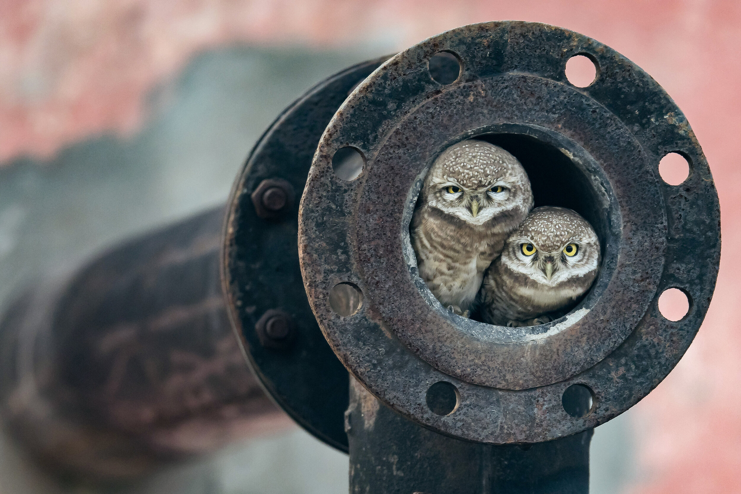 Junior_ArshdeepSingh_Junior_SpottedOwls 20x30.jpg