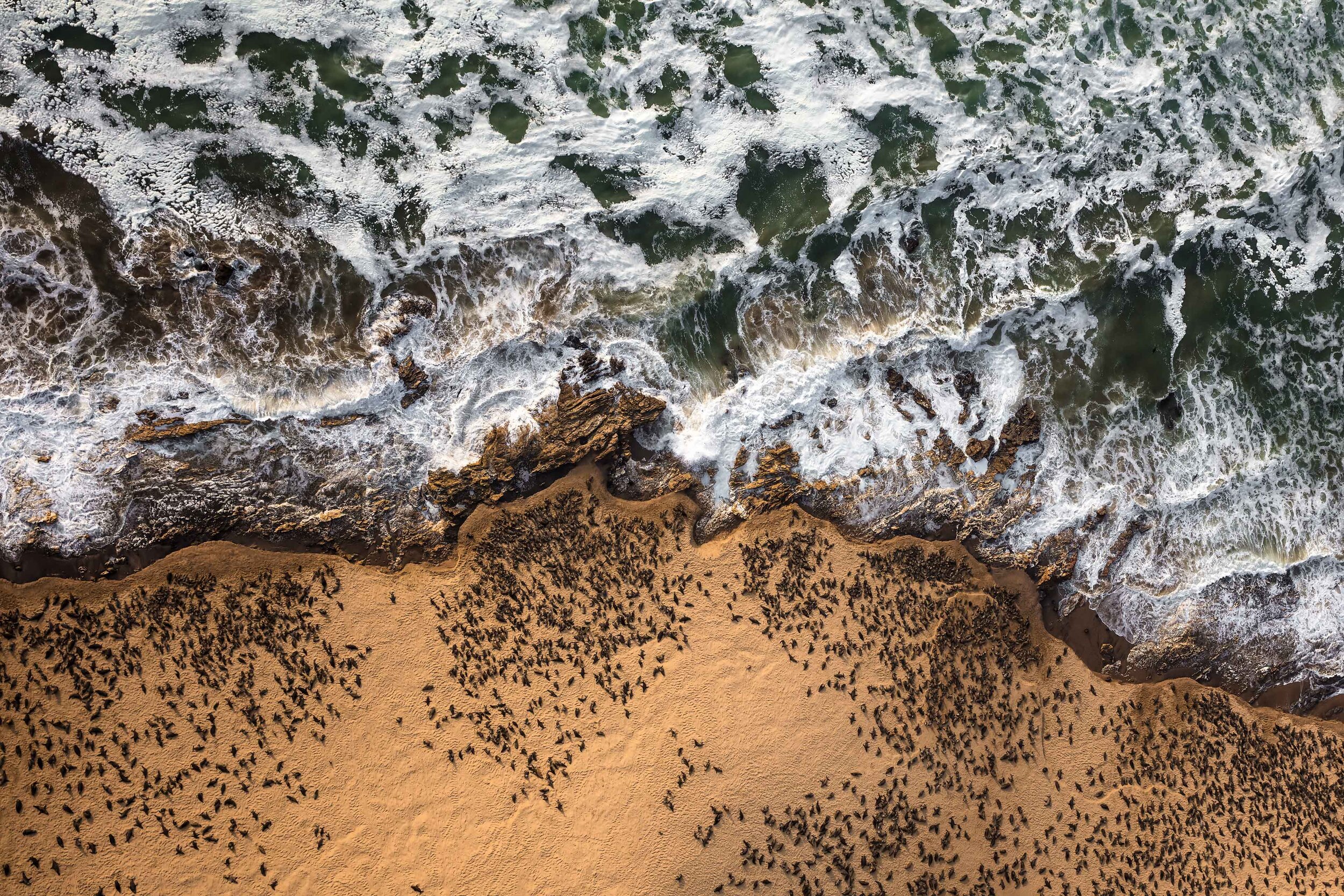 L_ArbyLipman_SealBeach_24X36.jpg
