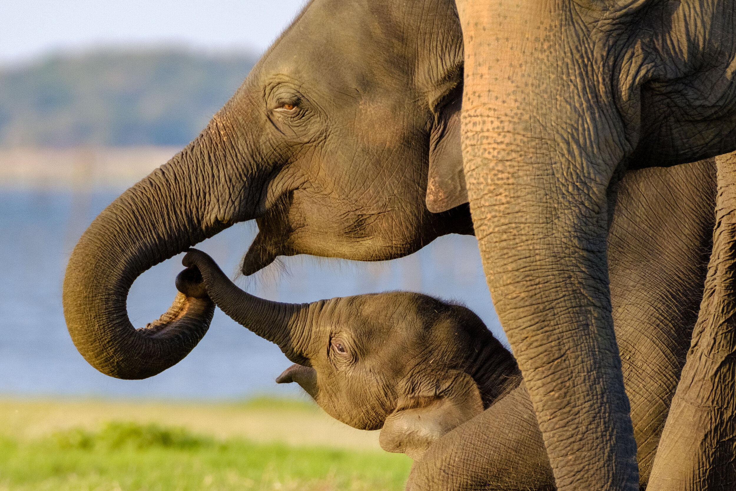 LumixAward_ShinOkamoto_SriLankanElephants 20x30.jpg