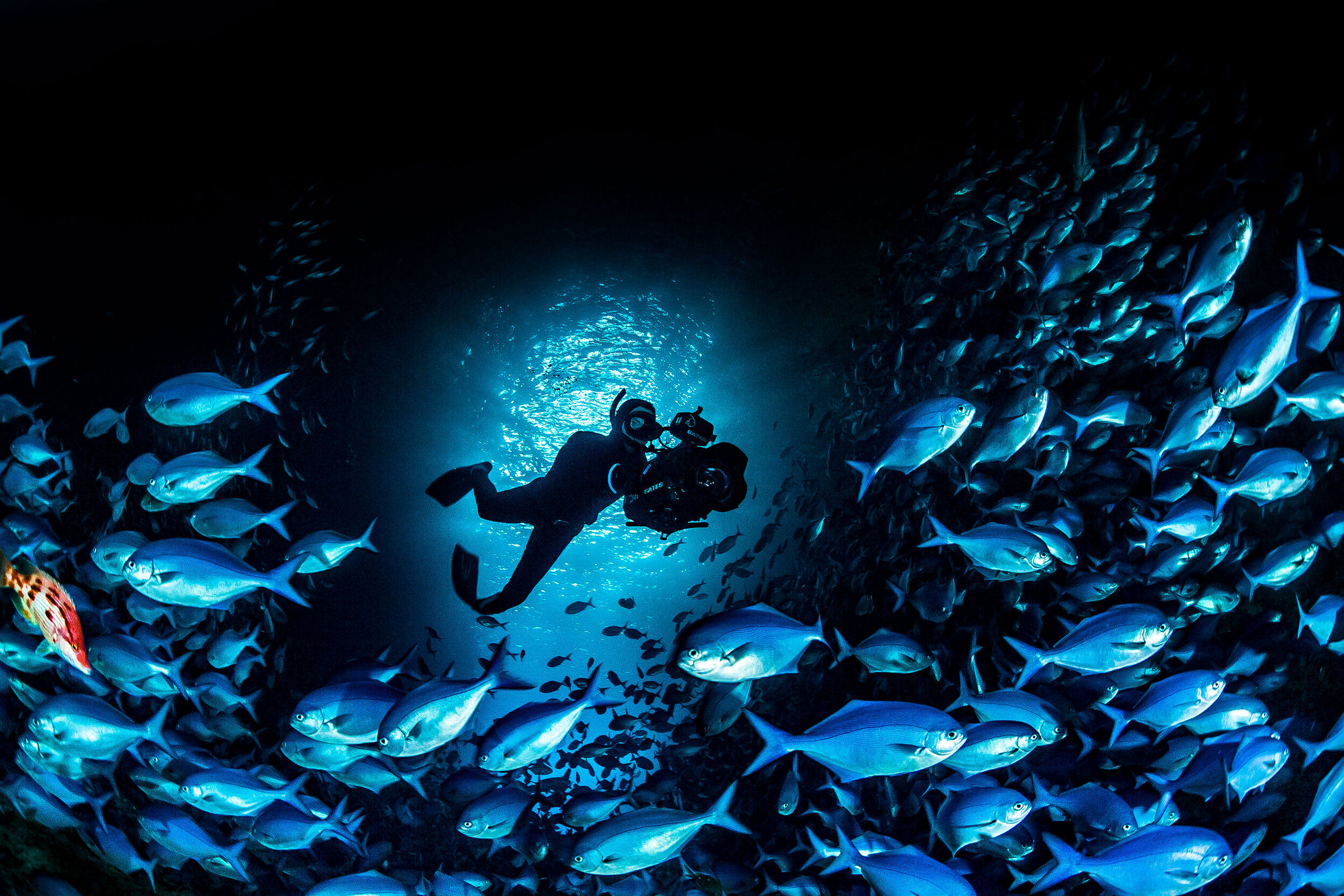 OA_RobertLehmann_Diver_BlueMaoMao_24X36.jpg
