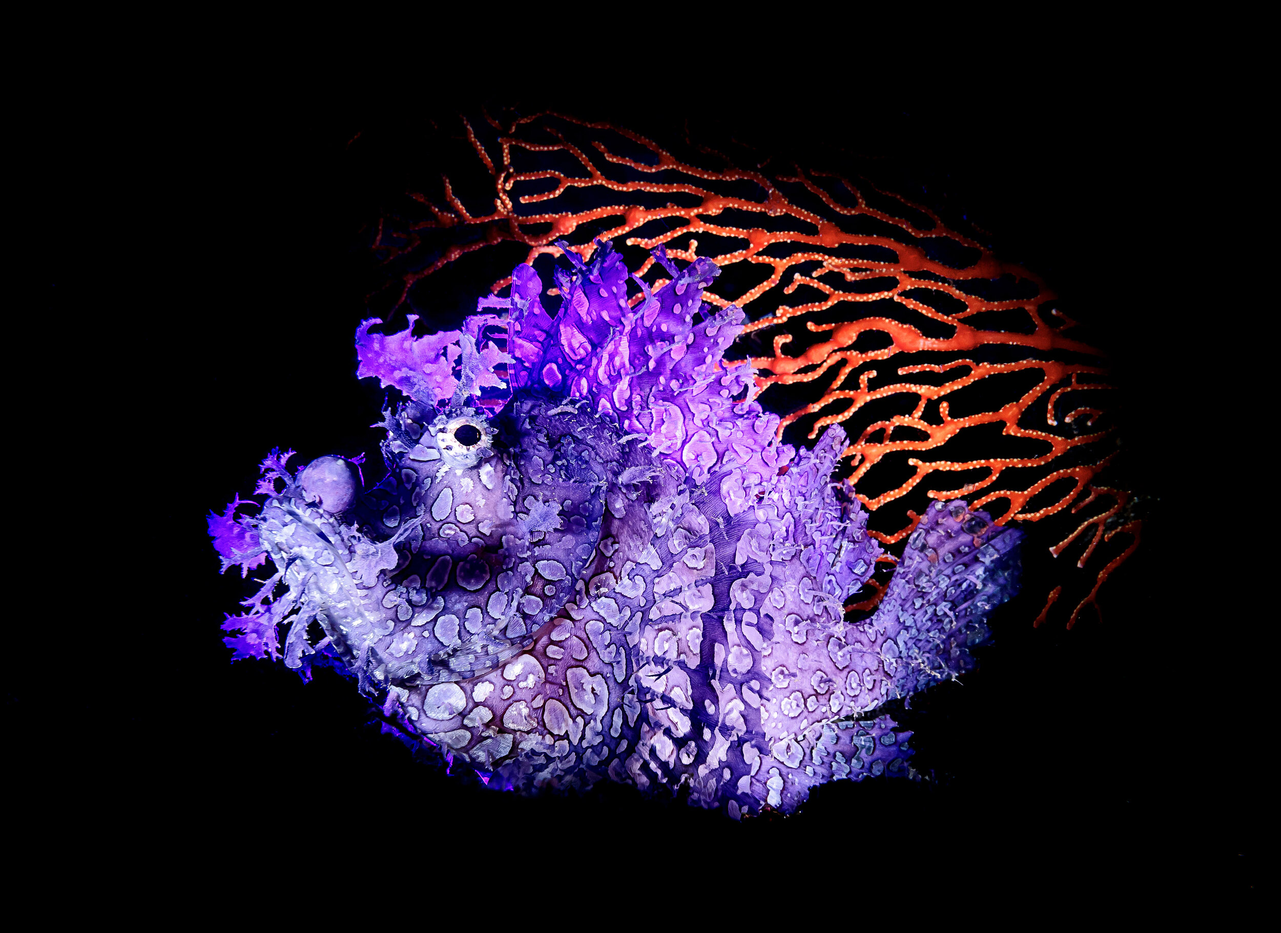 OceansWinner_Yung-senWu_Scorpionfish_35x48.jpg