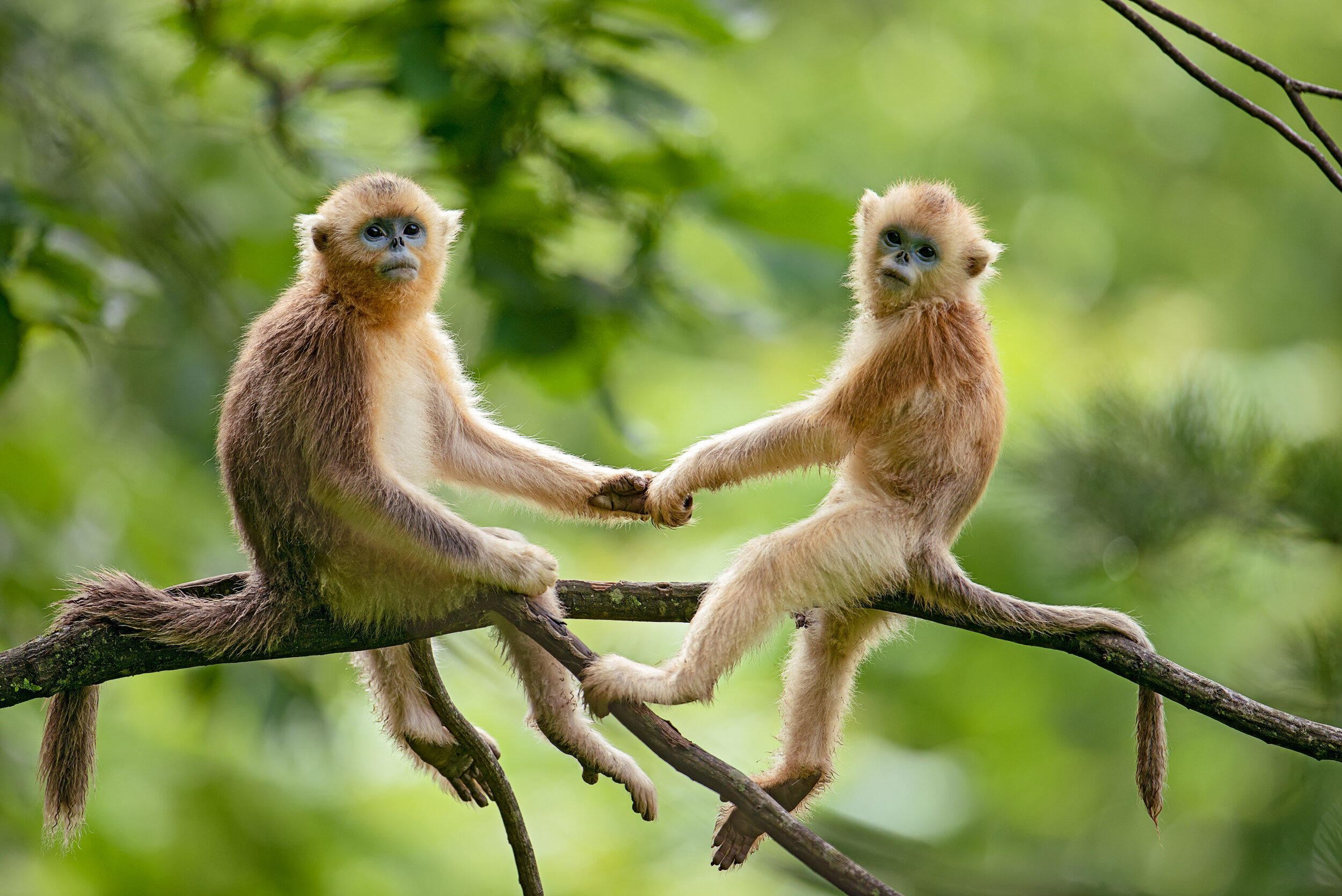 SigmaAward_KuanliangDing_GoldenSnub-nosedMonkeys.jpg